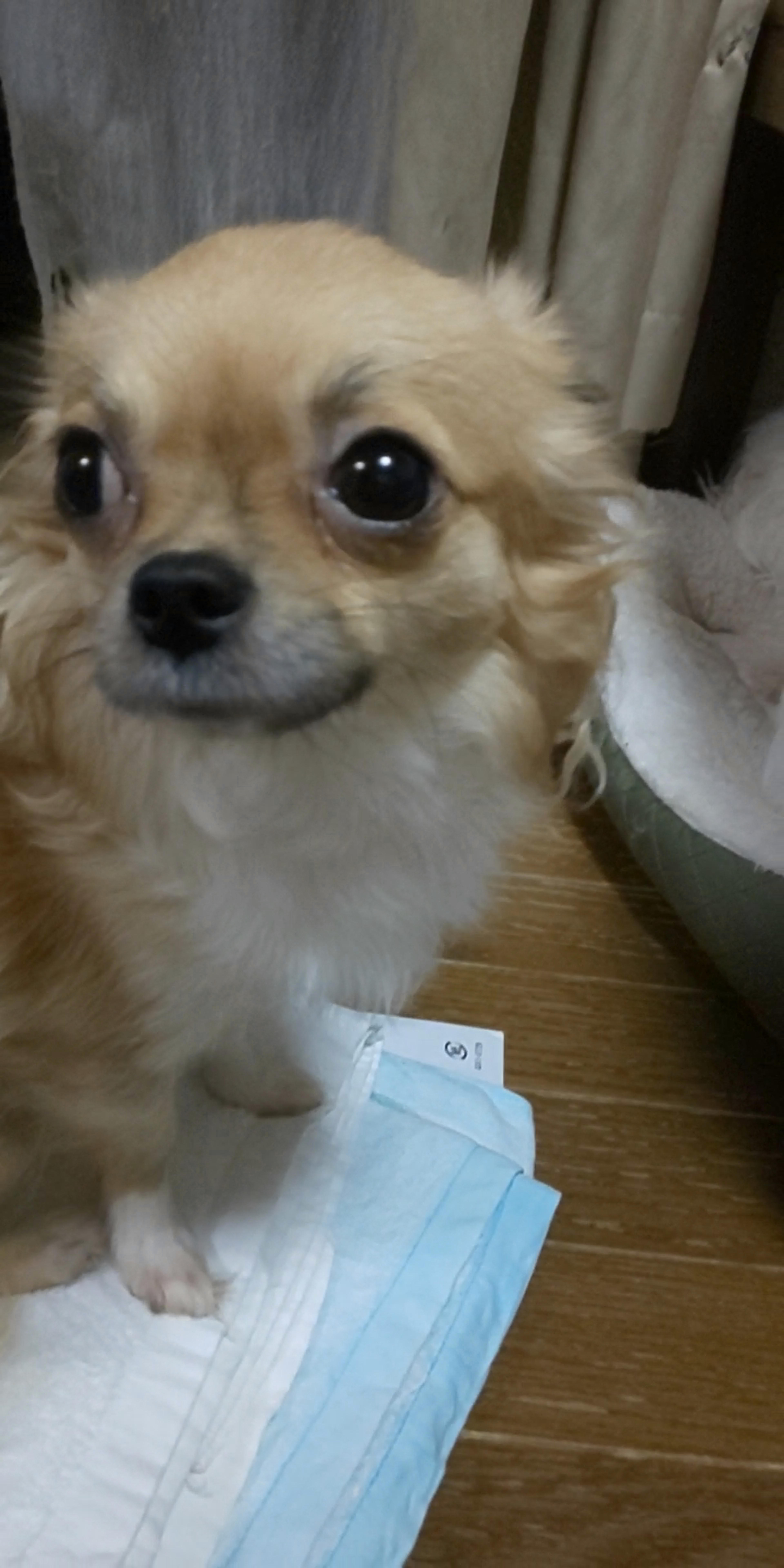 pet-image-3