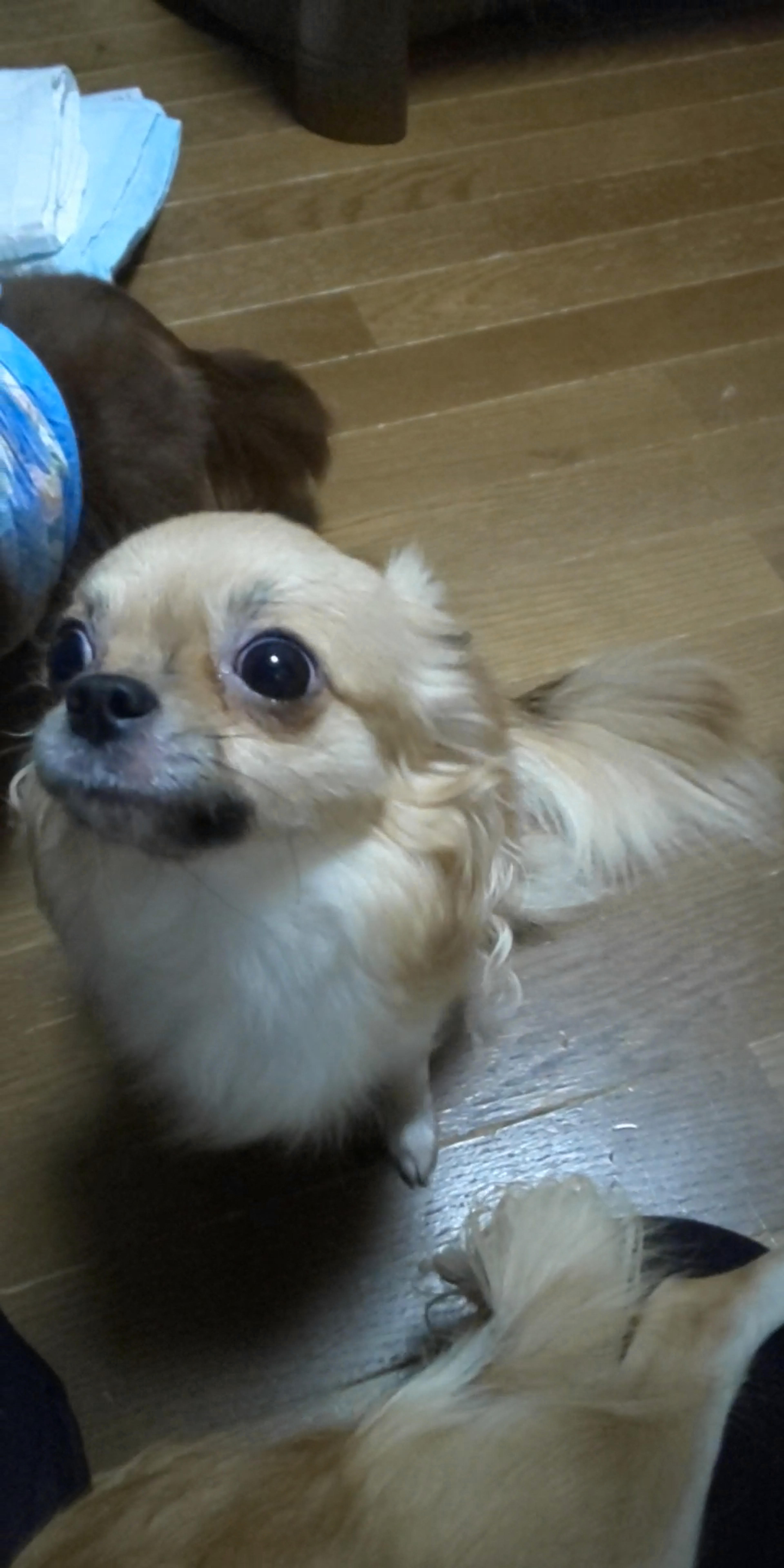 pet-image-4