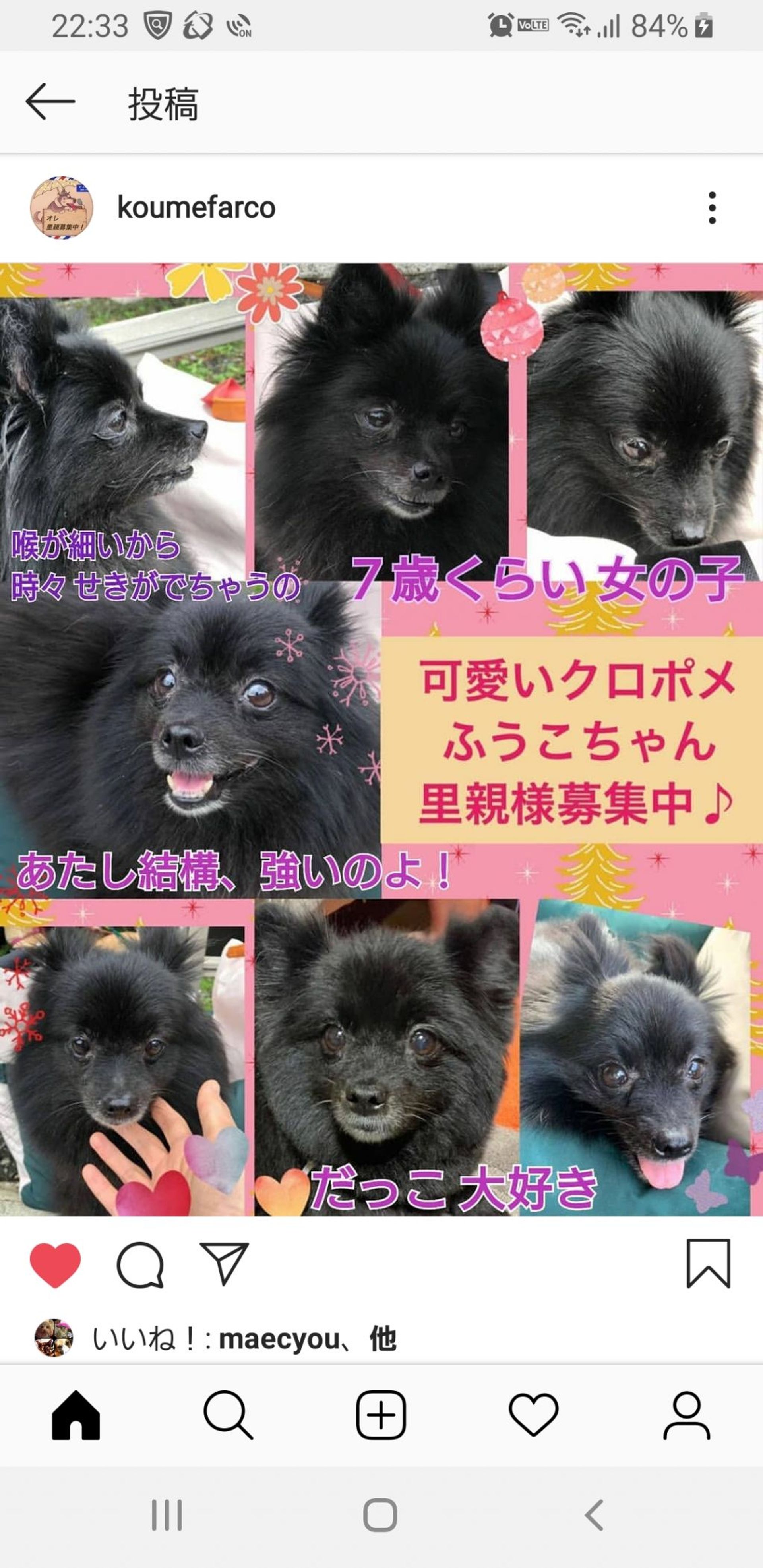 ポメラニアン・メスの里親募集の写真