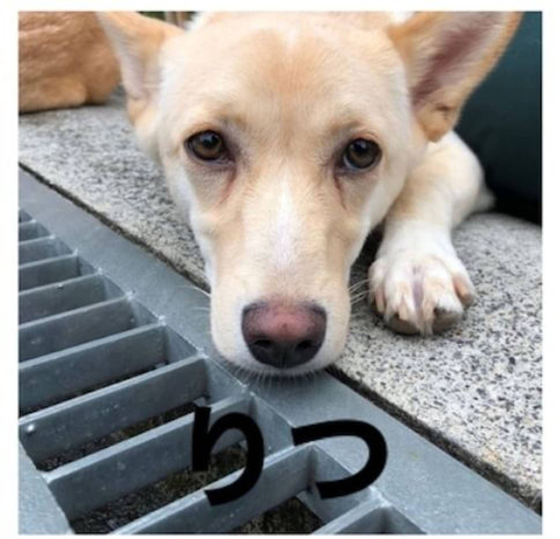 雑種（ミックス犬）・オスの里親募集の写真