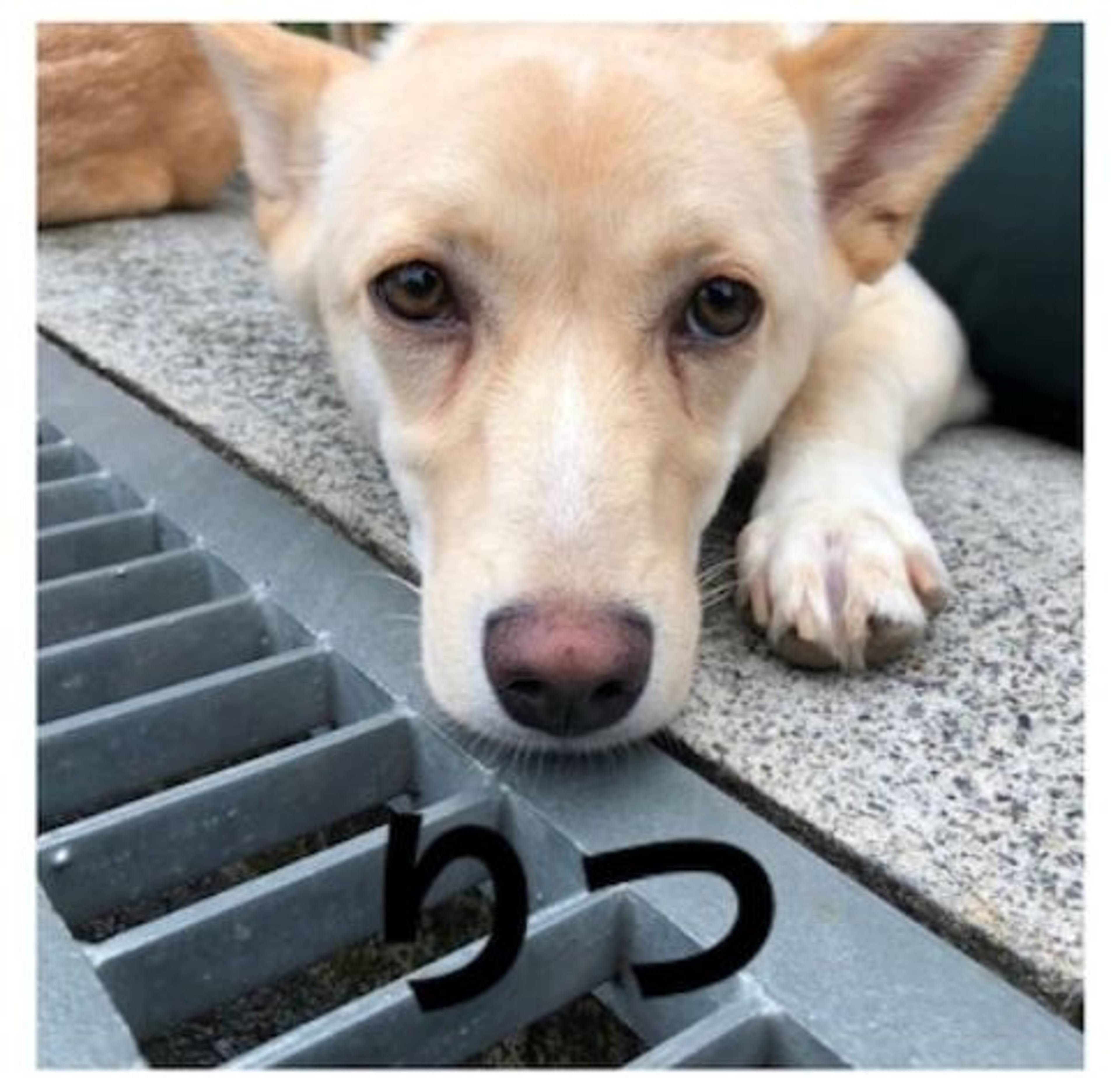 雑種（ミックス犬）・オスの里親募集の写真