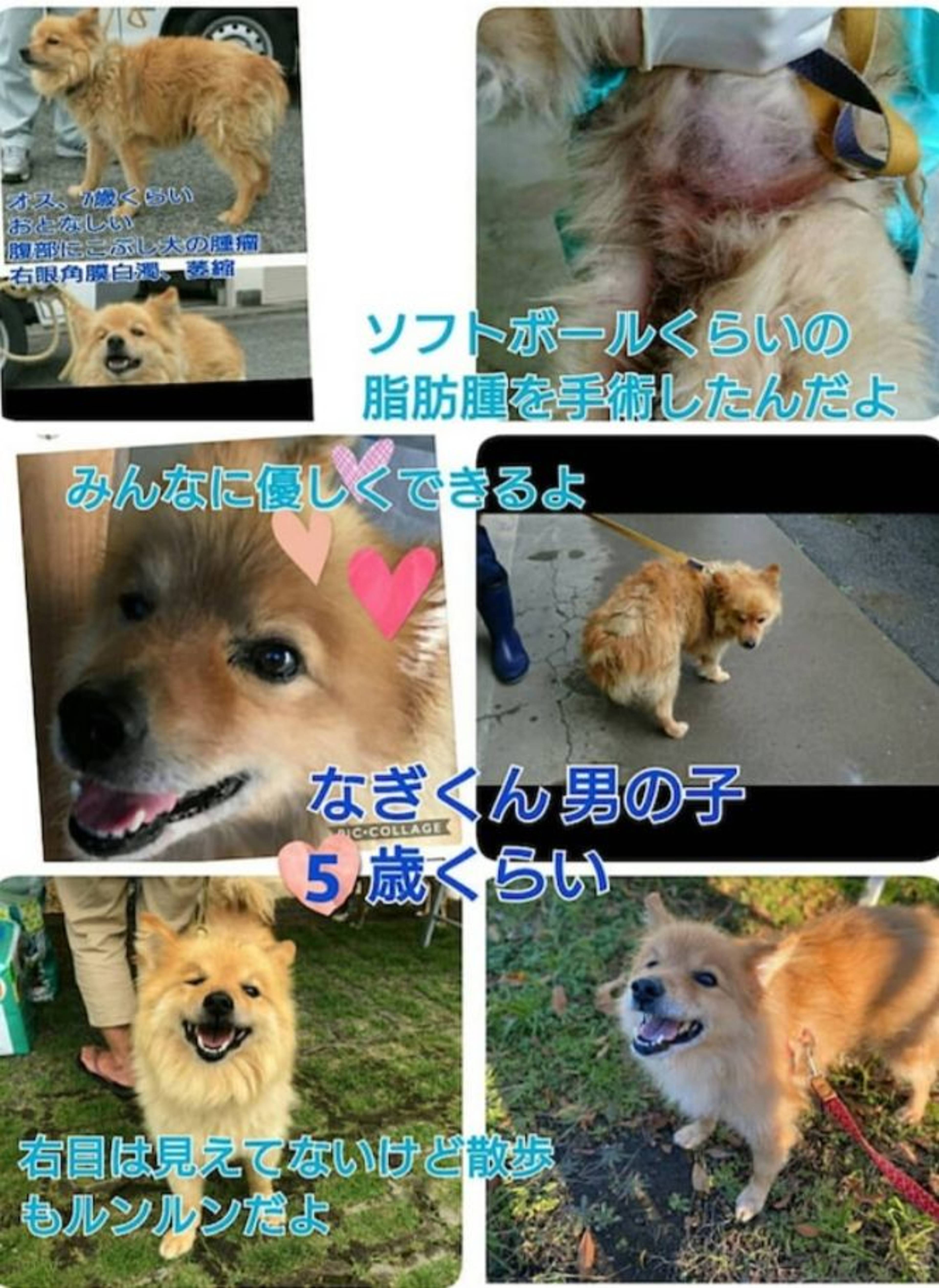 雑種（ミックス犬）・オスの里親募集の写真