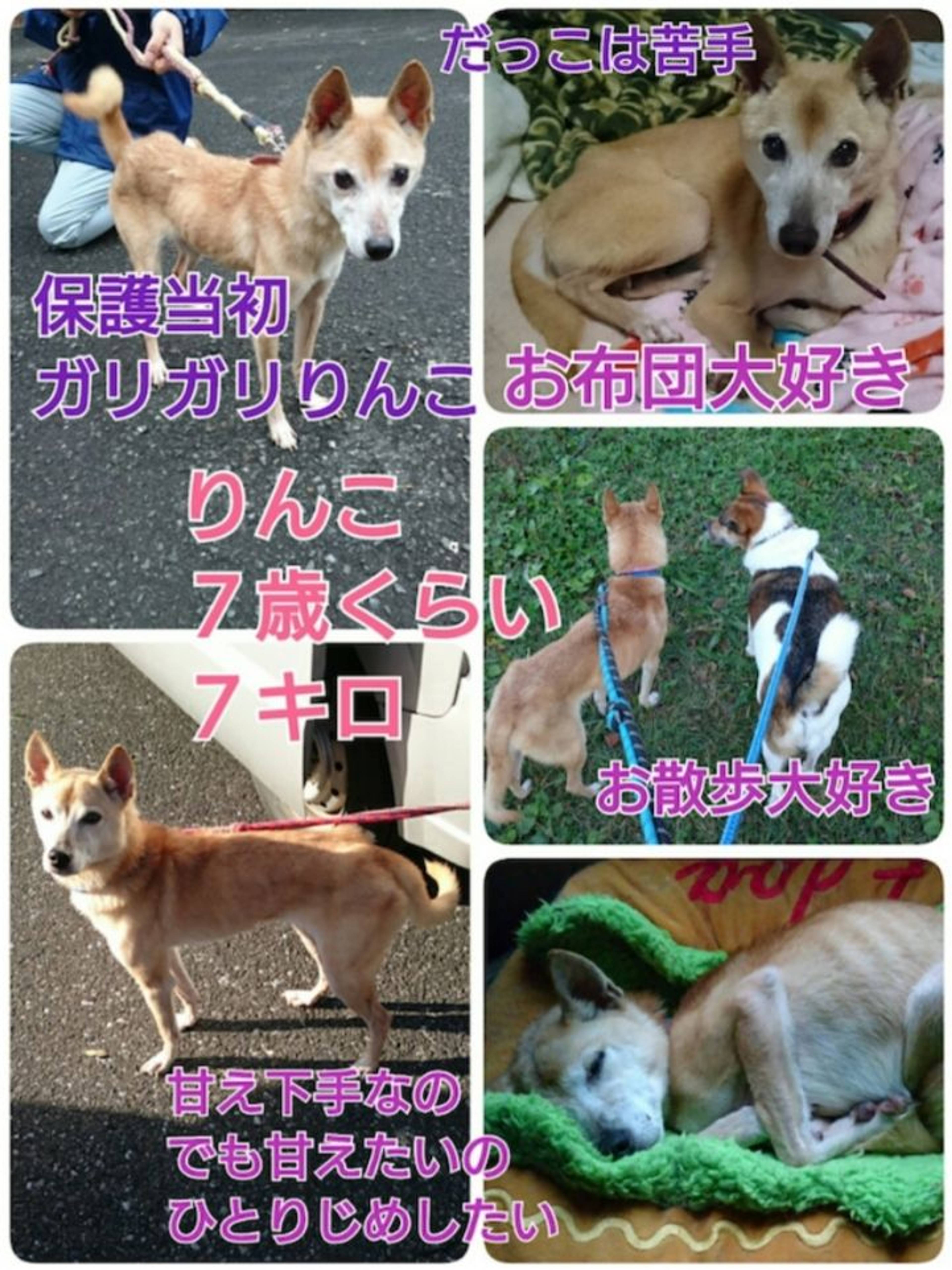 雑種（ミックス犬）・メスの里親募集の写真