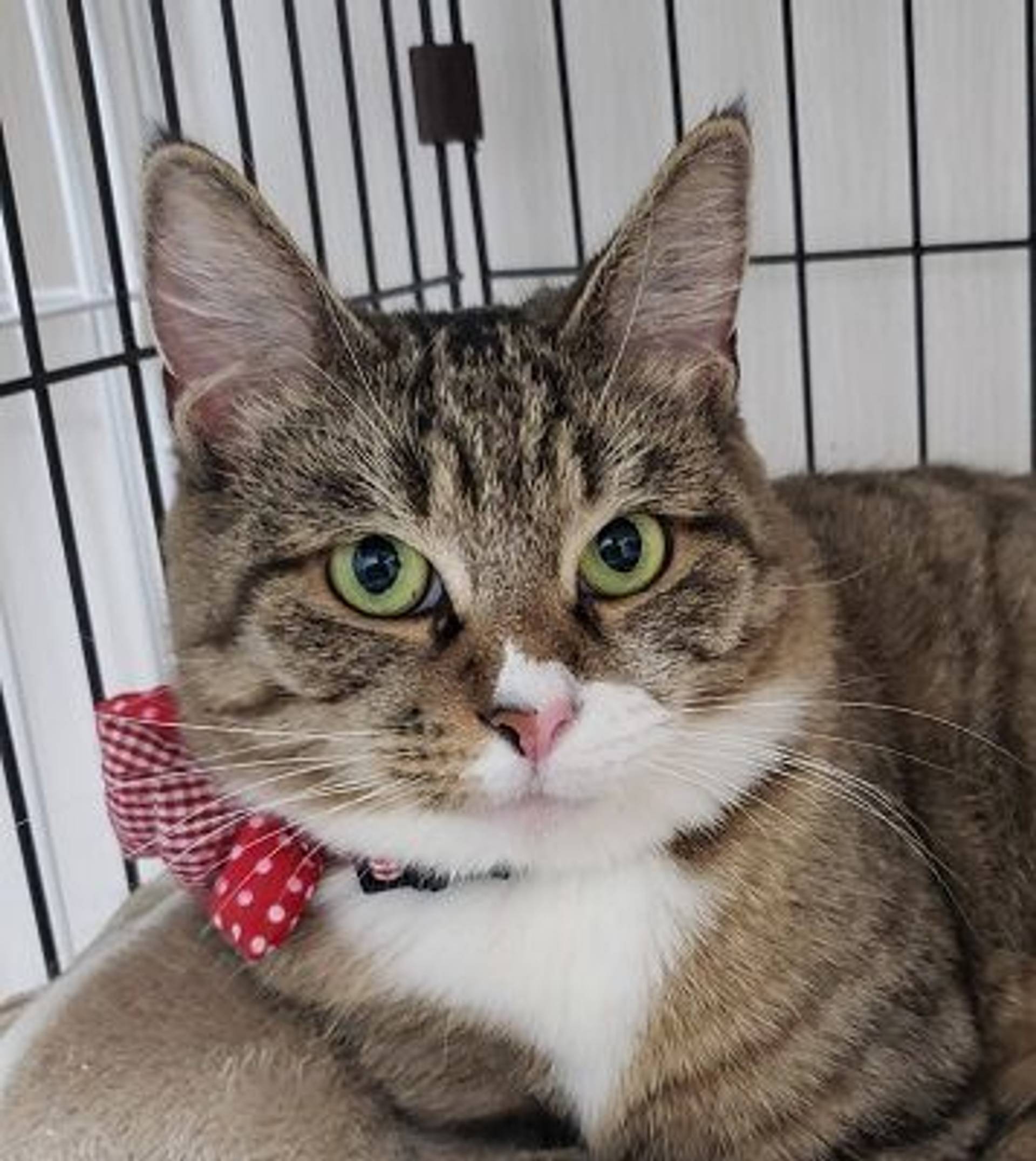 雑種（ミックス猫）・メスの里親募集の写真
