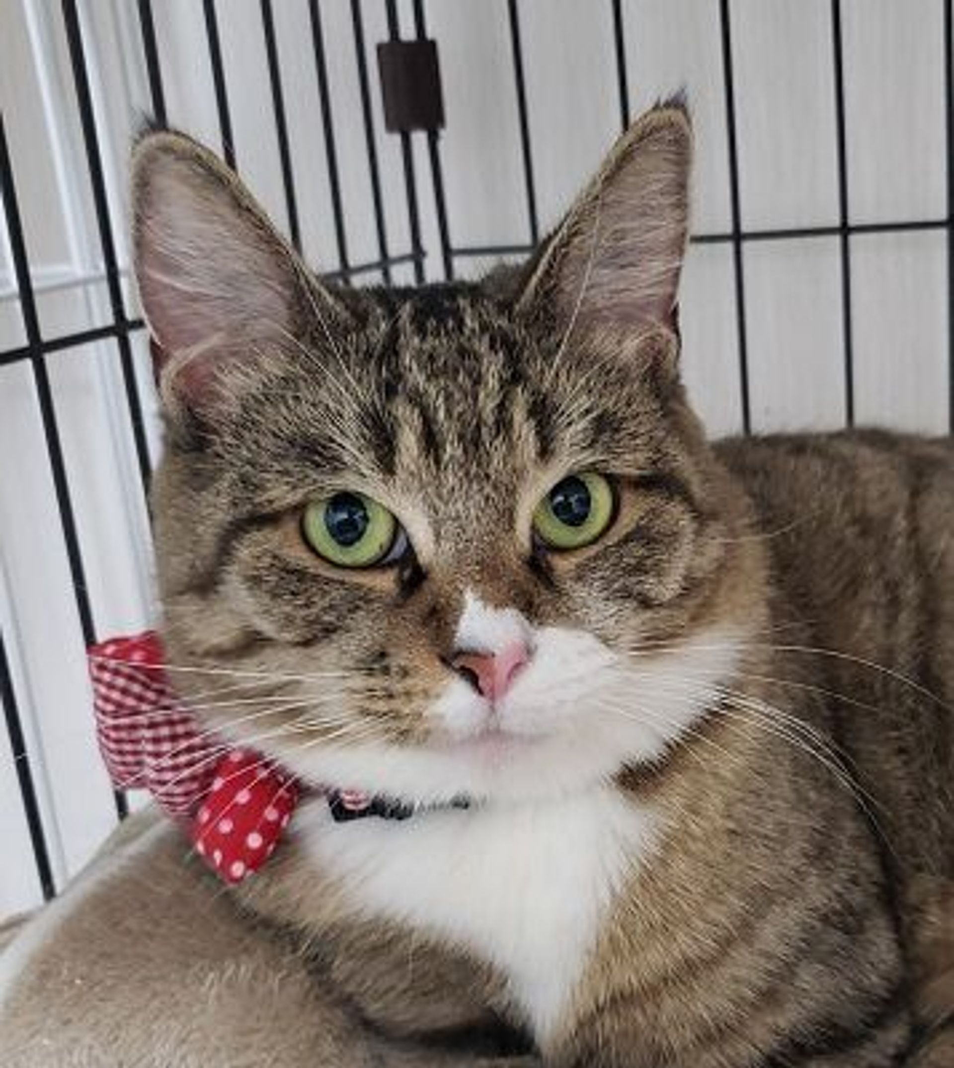 雑種（ミックス猫）・メスの里親募集の写真