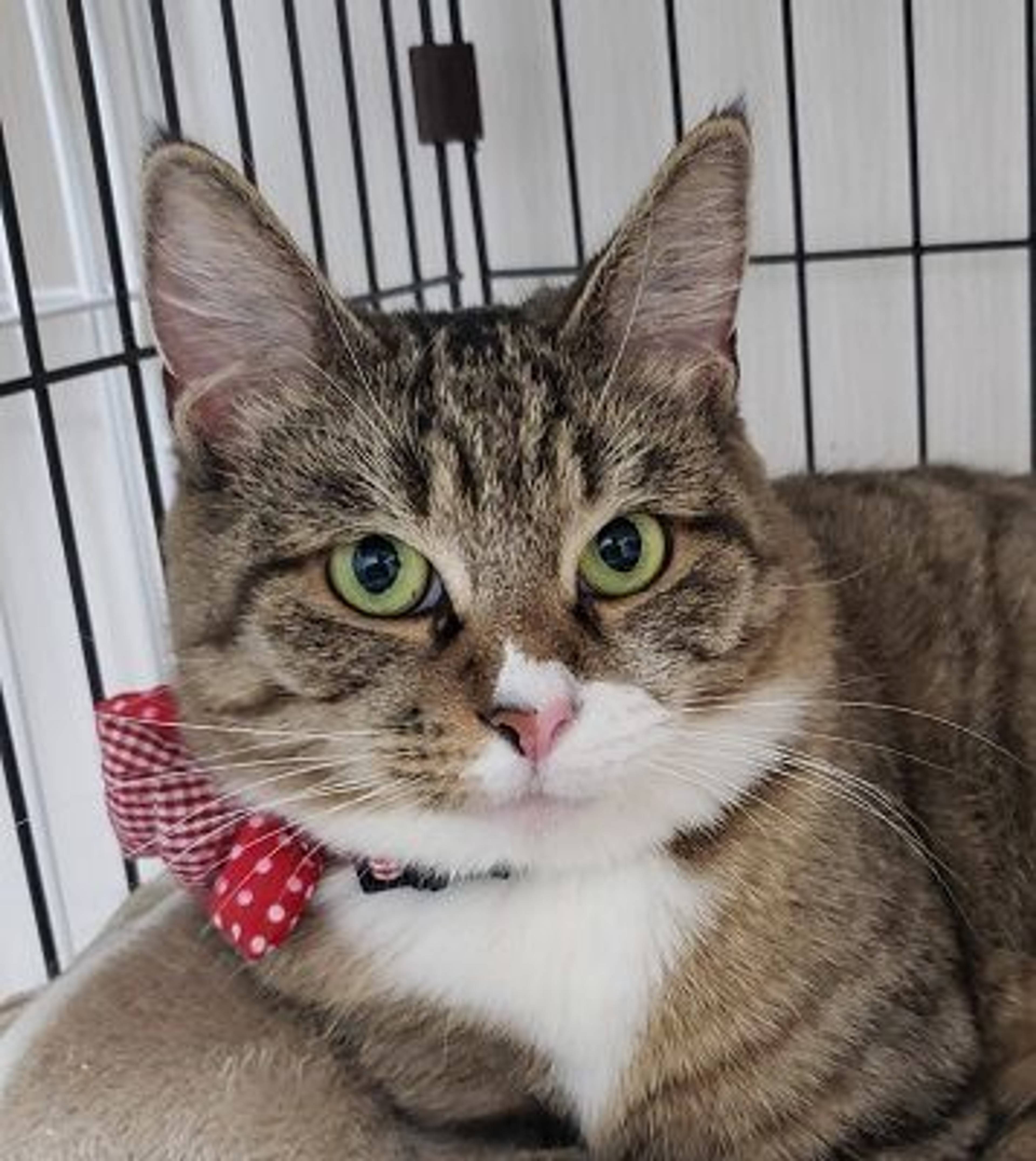 雑種（ミックス猫）・メスの里親募集の写真