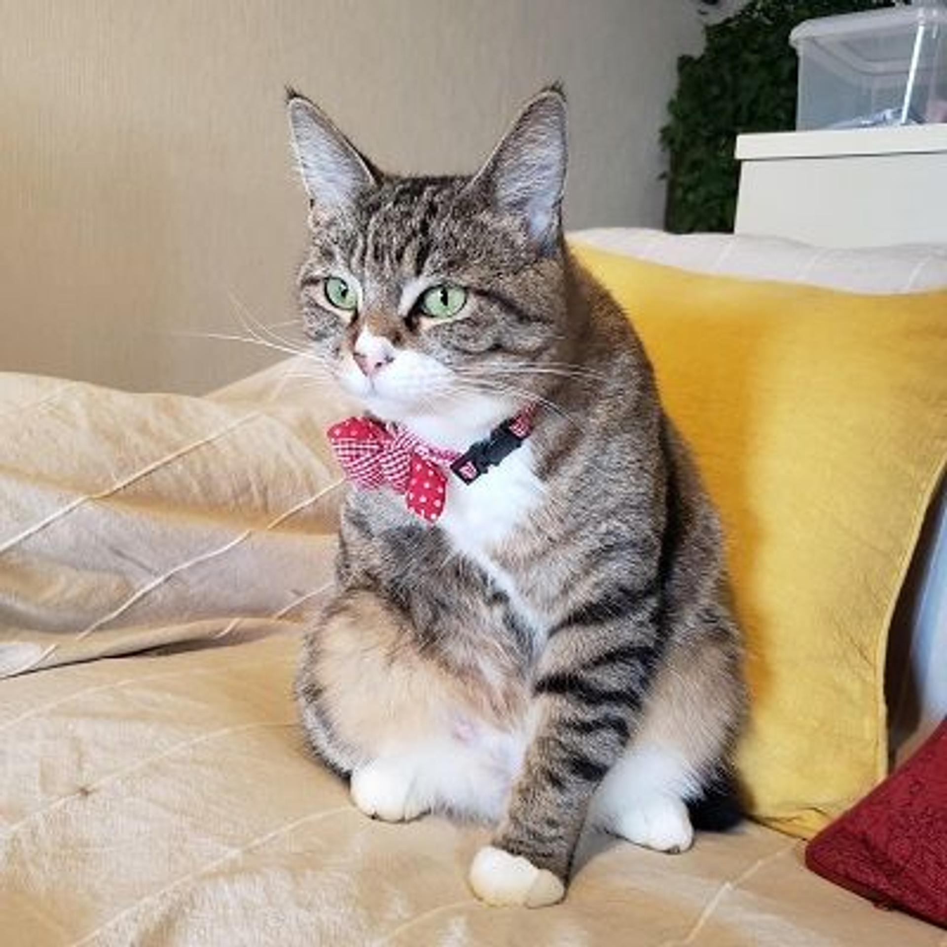 pet-image-8