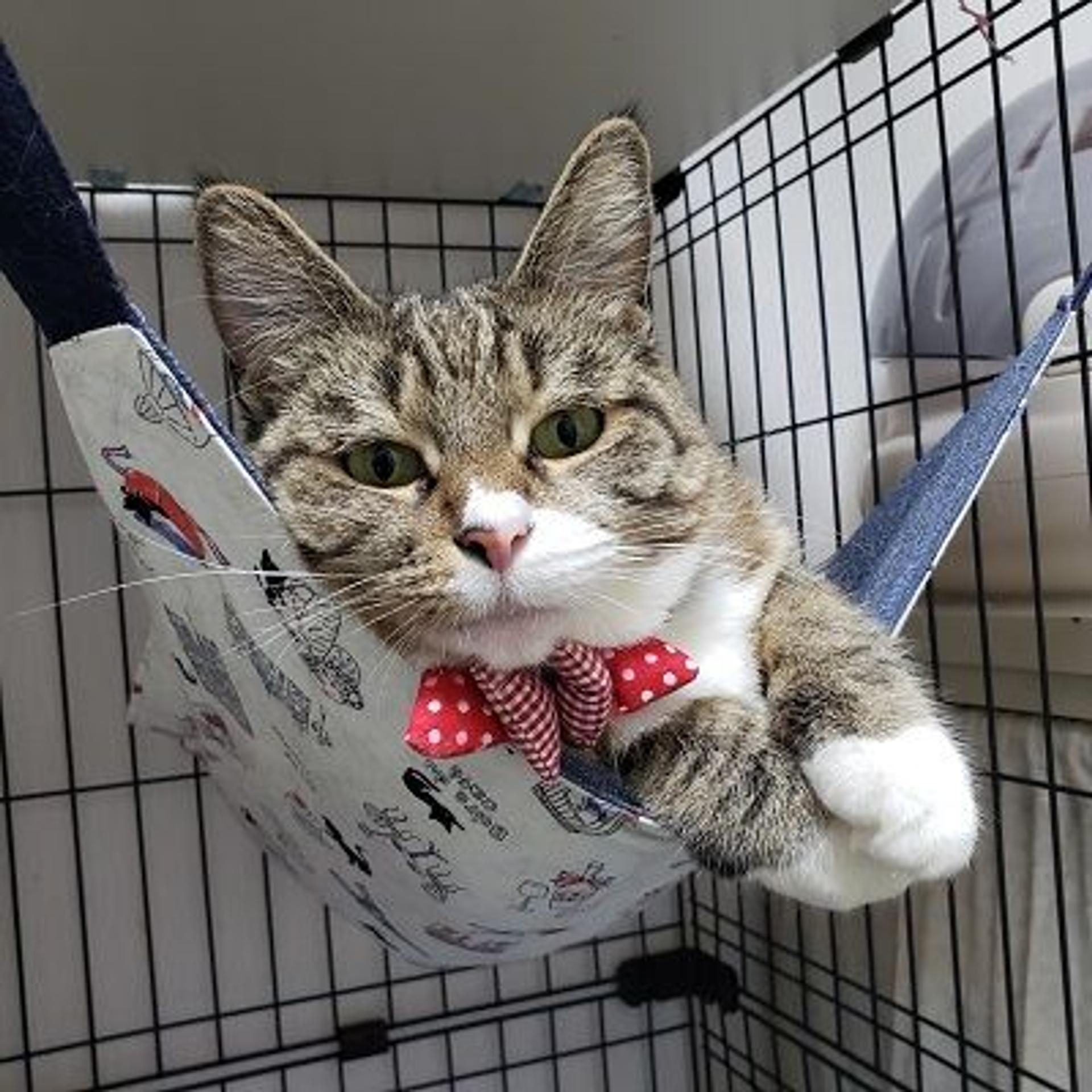 pet-image-10
