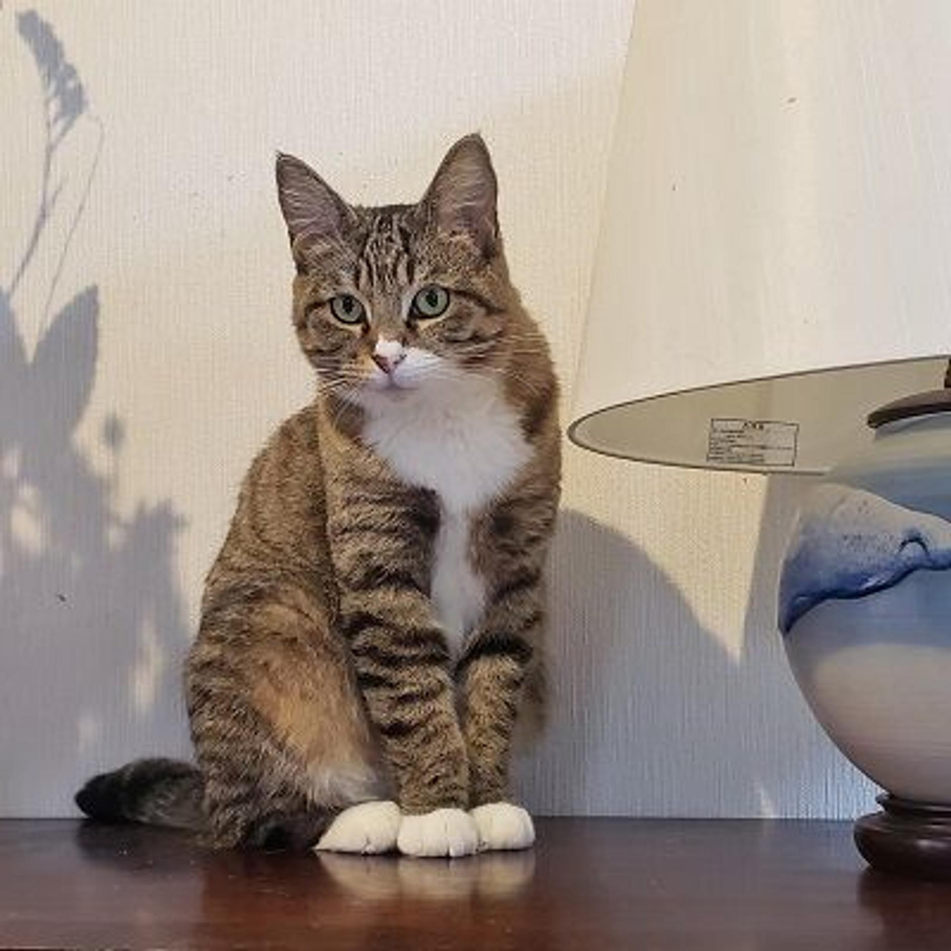pet-image-6