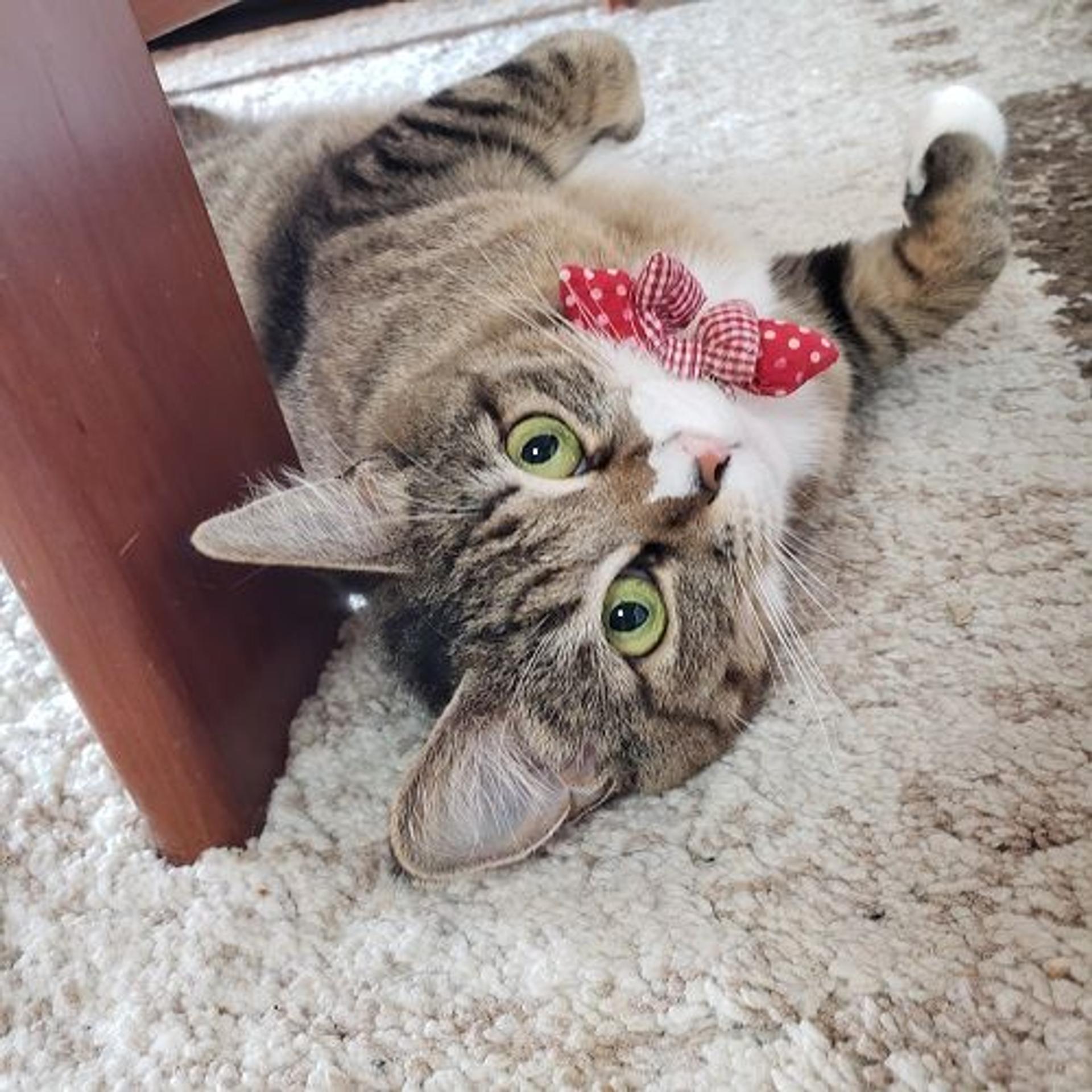 pet-image-5