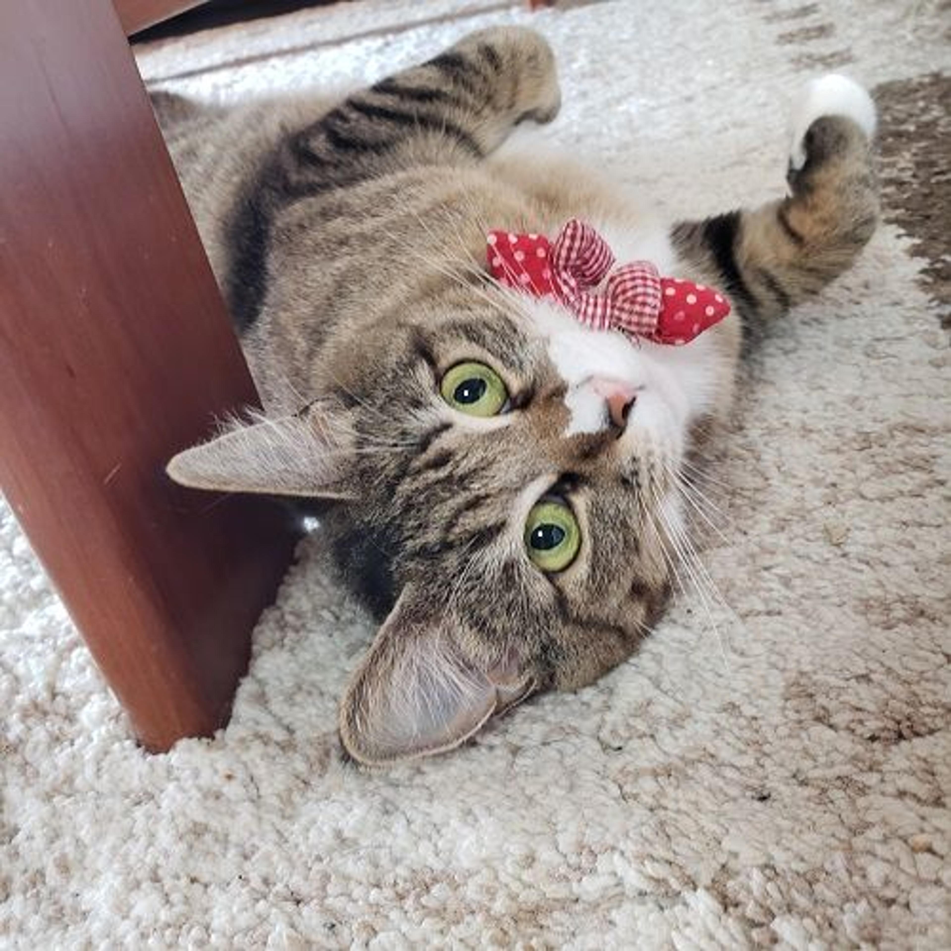 pet-image-5