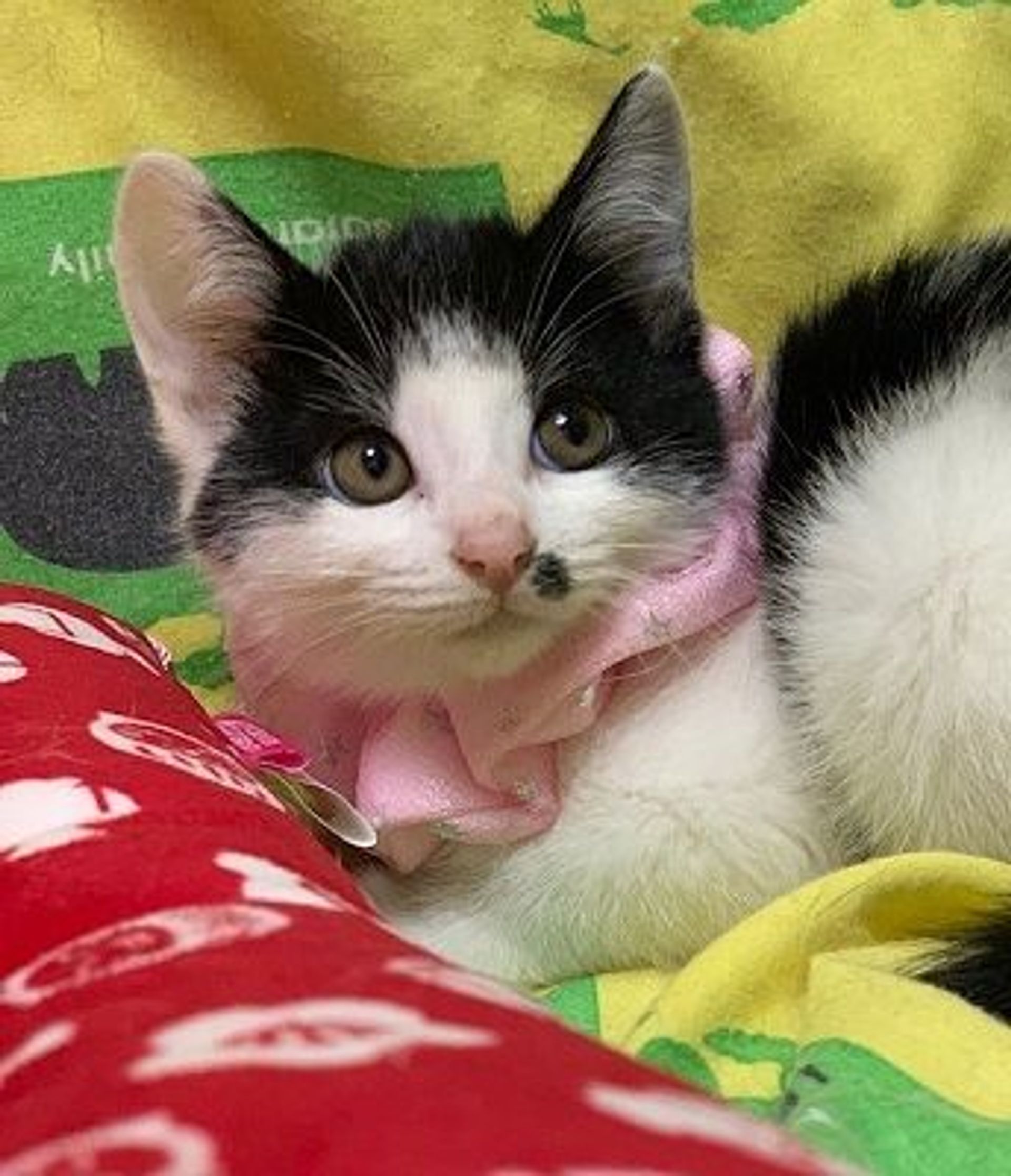 雑種（ミックス猫）・メスの里親募集の写真