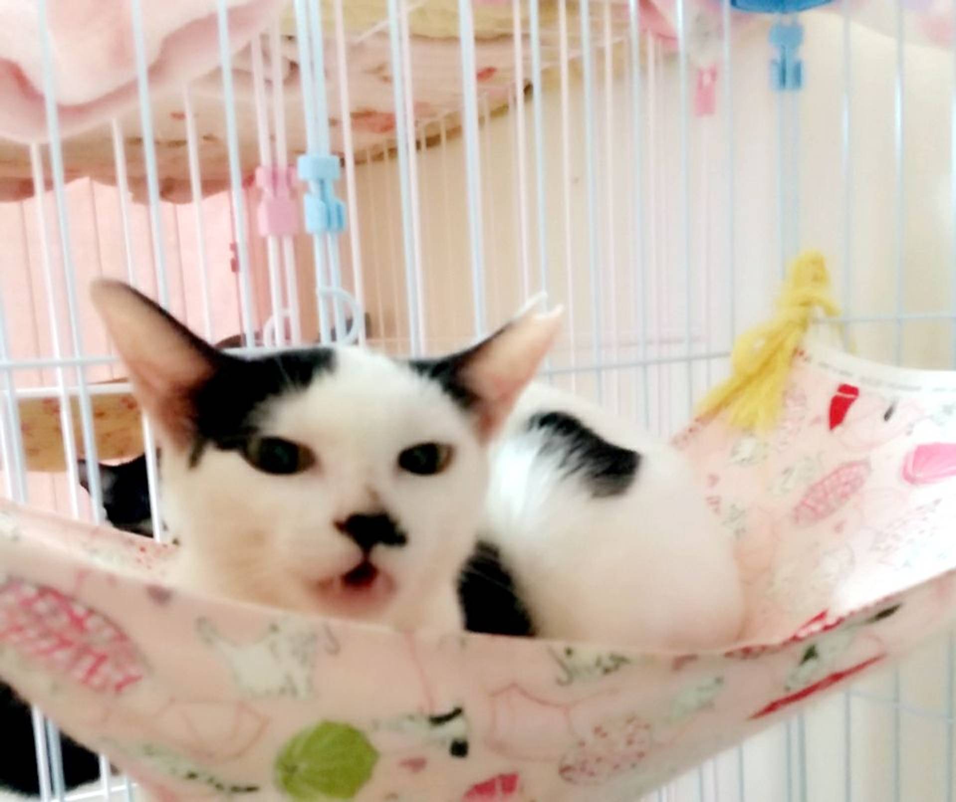 雑種（ミックス猫）・オスの里親募集の写真