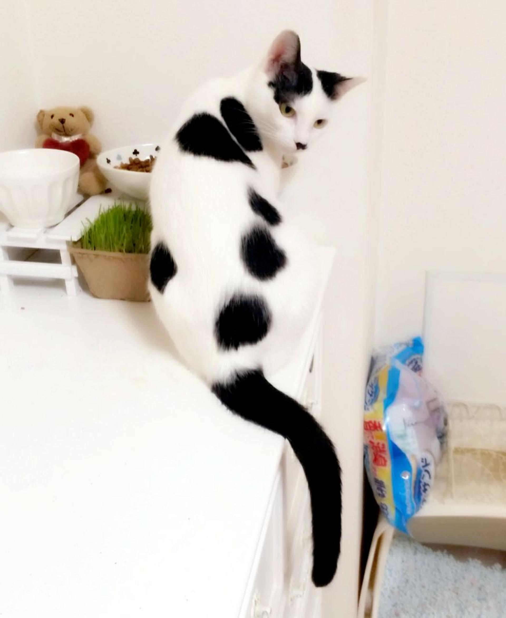 pet-image-3