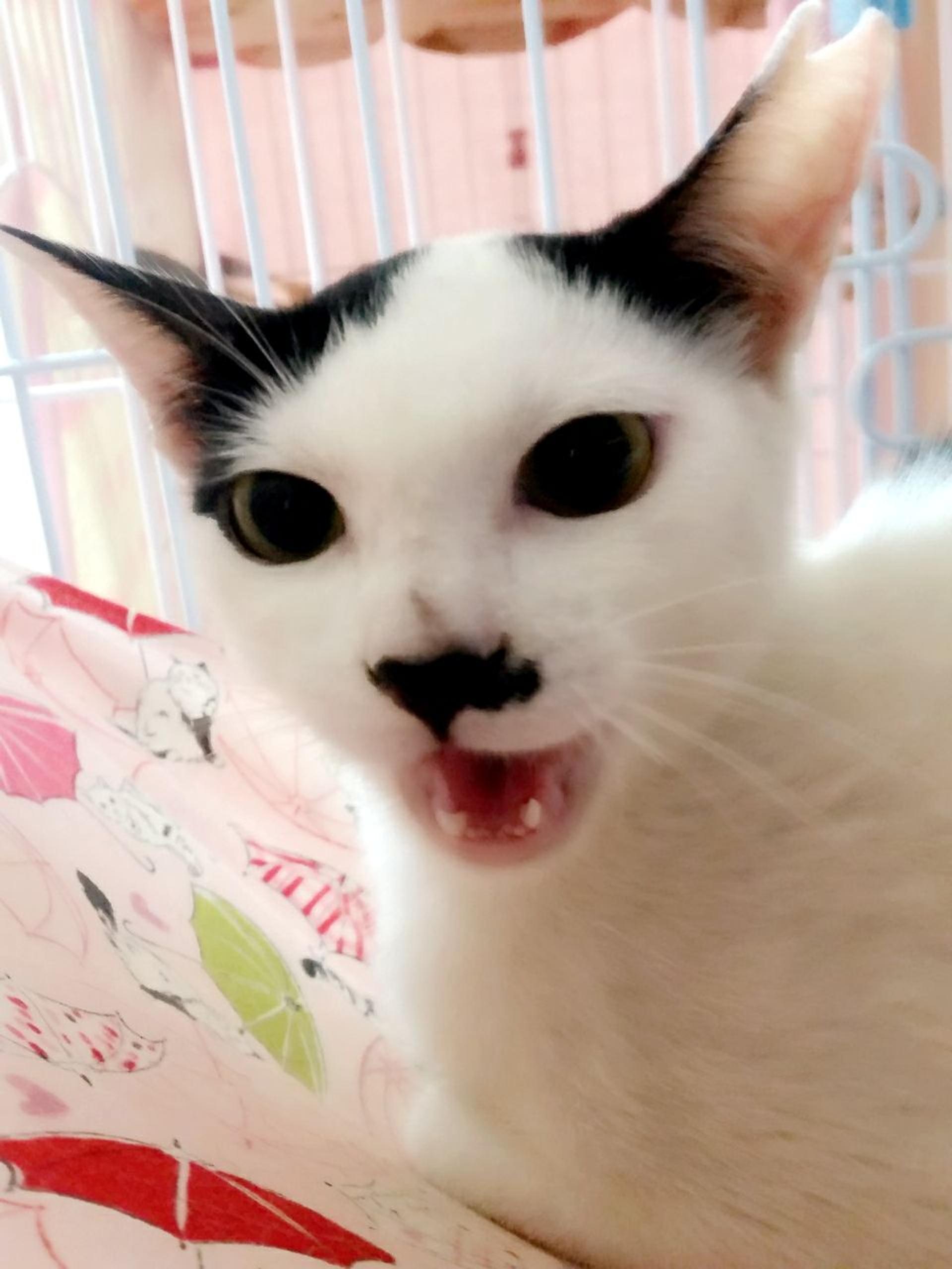 pet-image-4