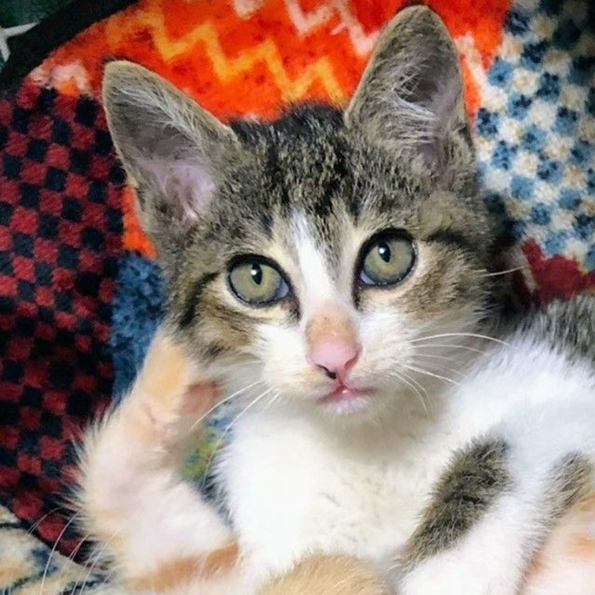 雑種（ミックス猫）・オスの里親募集の写真