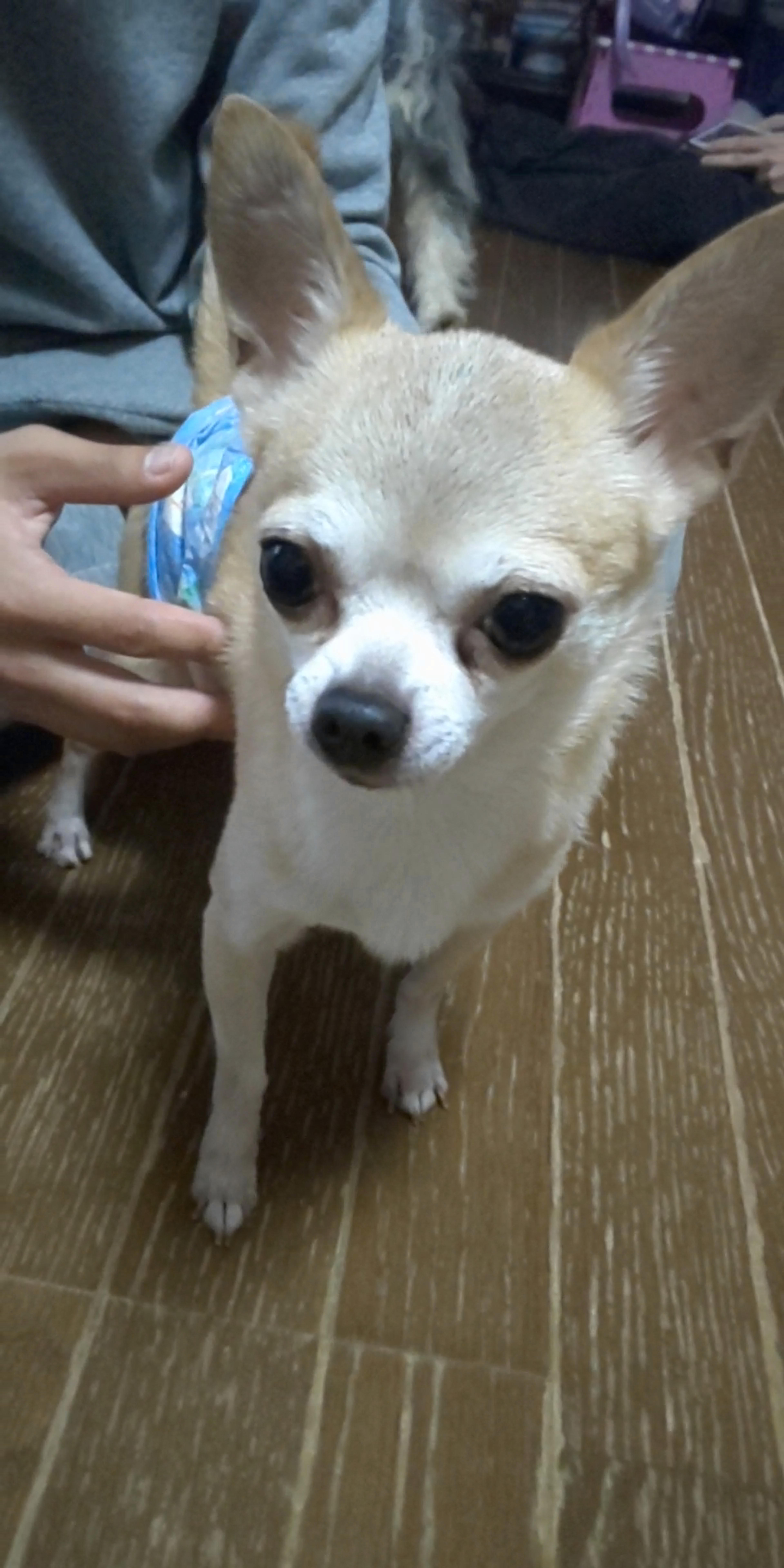pet-image-2