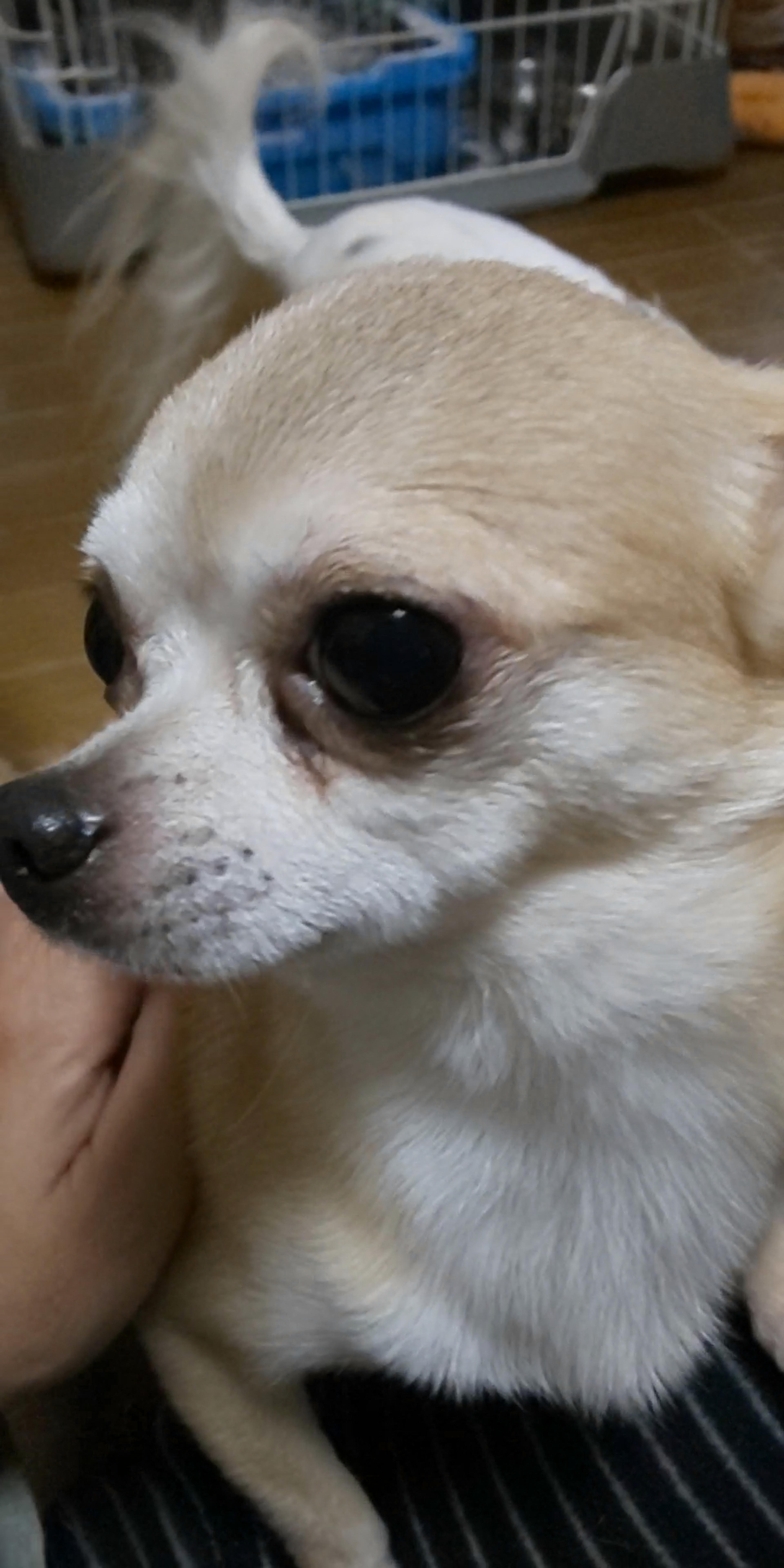 pet-image-3