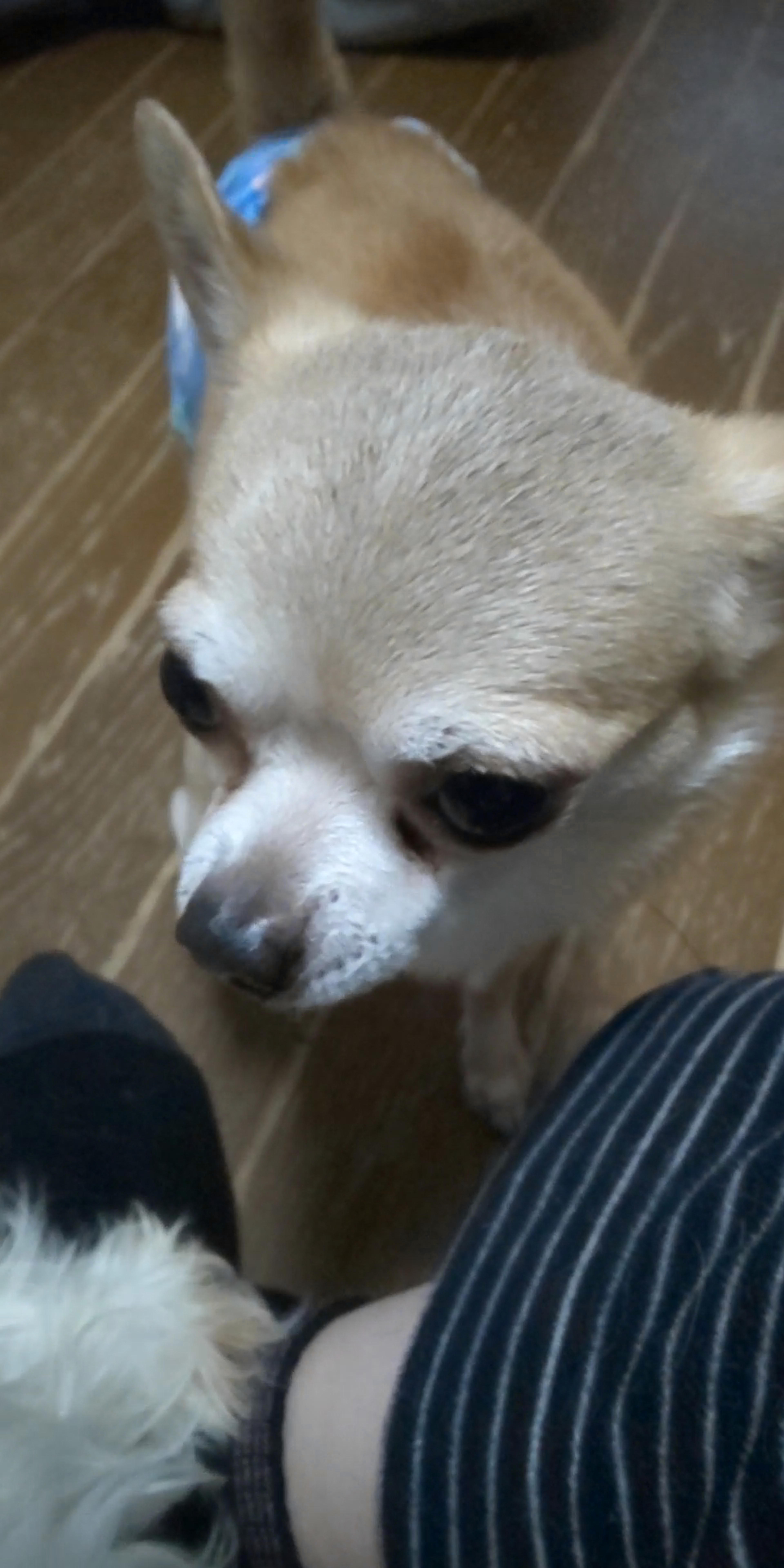pet-image-4