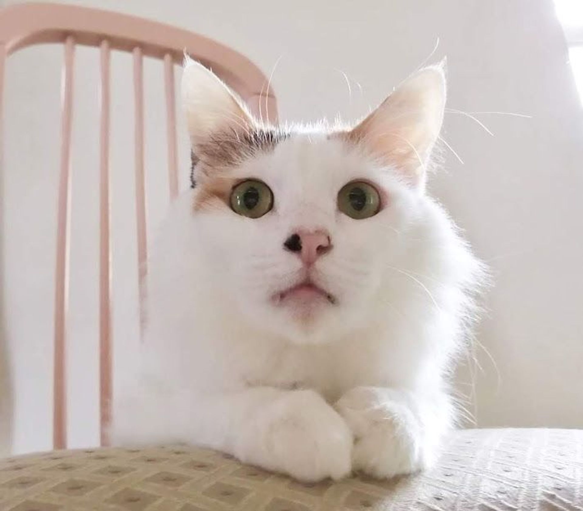 雑種（ミックス猫）・メスの里親募集の写真