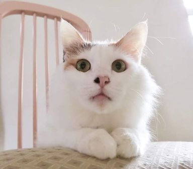 みーちゃんの写真