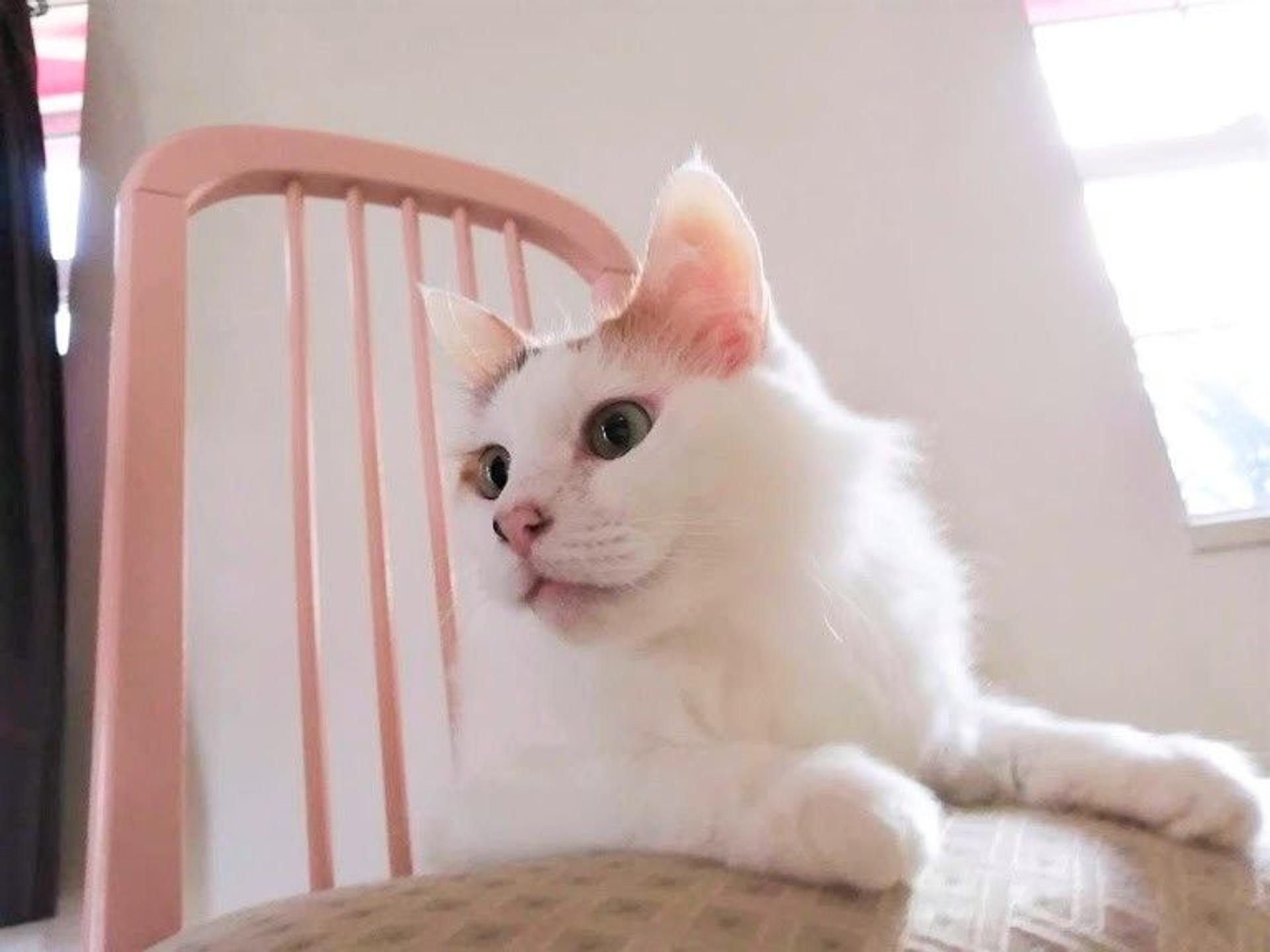 pet-image-4