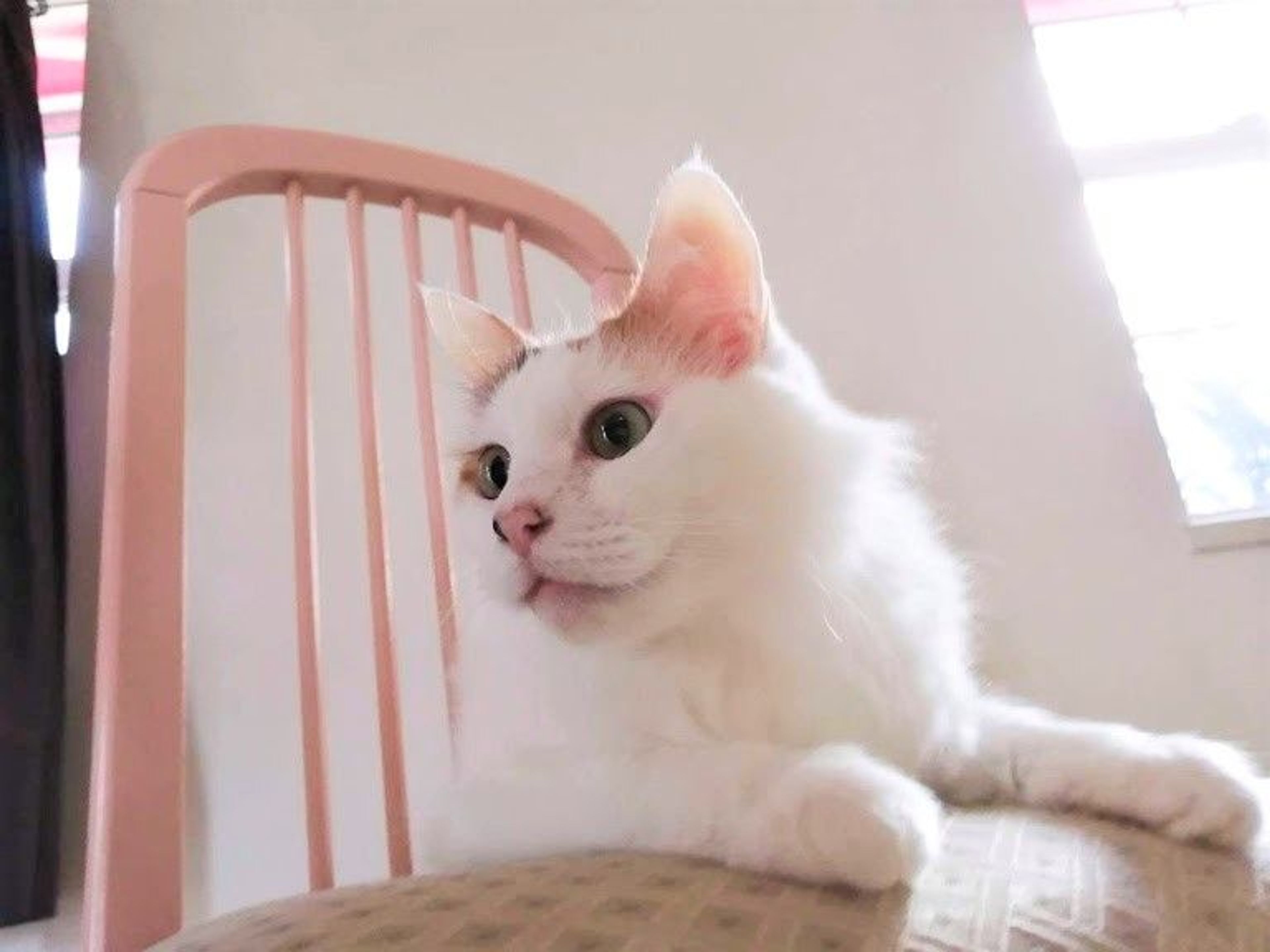pet-image-4