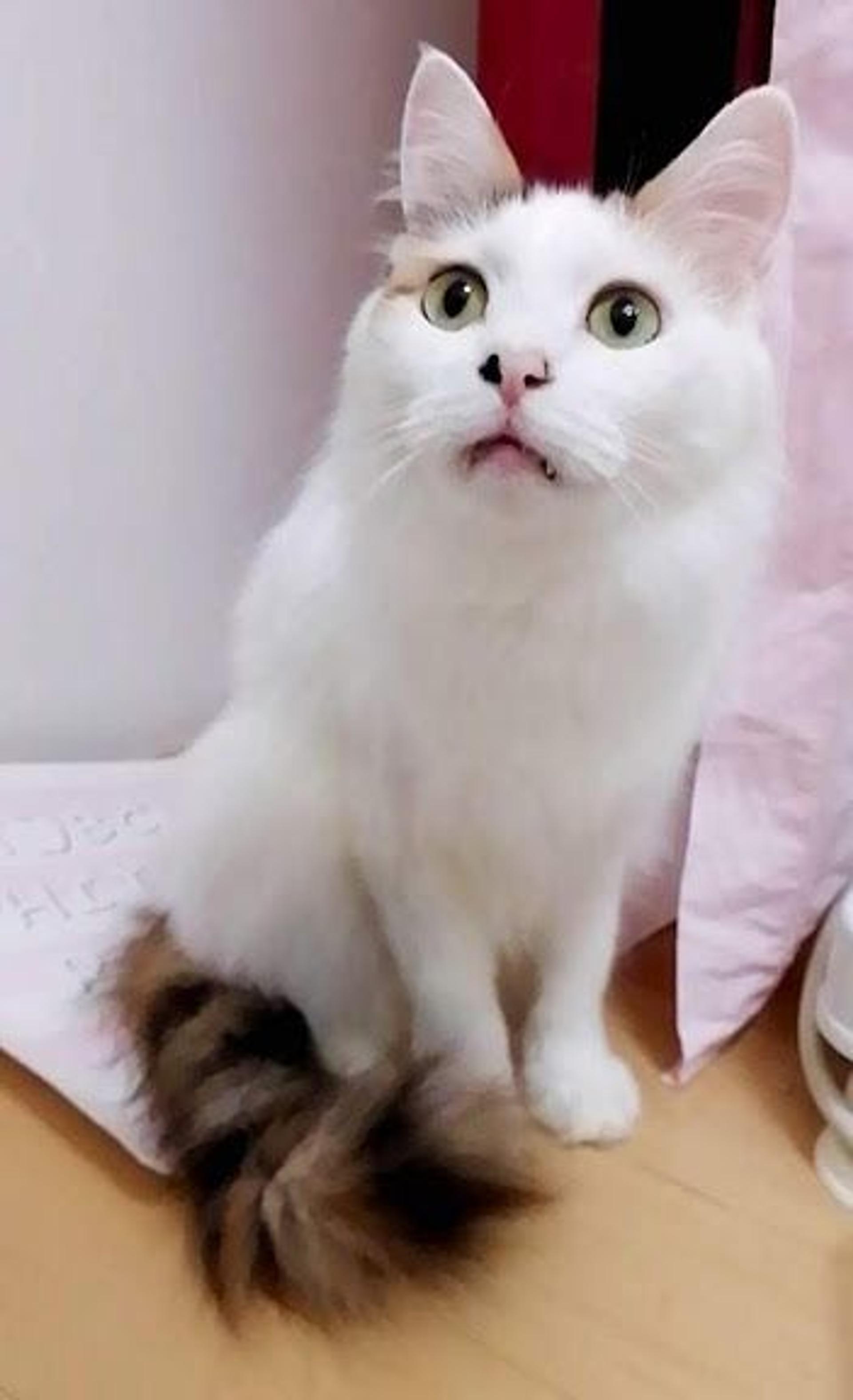pet-image-5