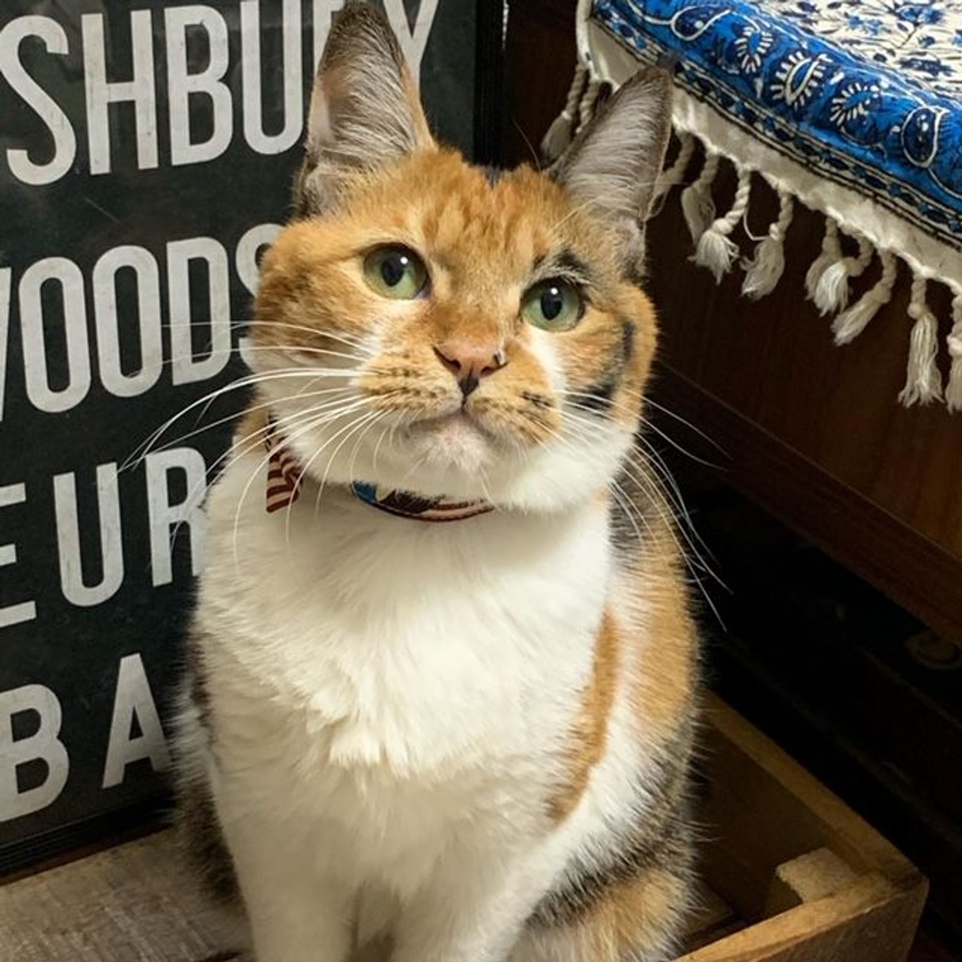 雑種（ミックス猫）・メスの里親募集の写真