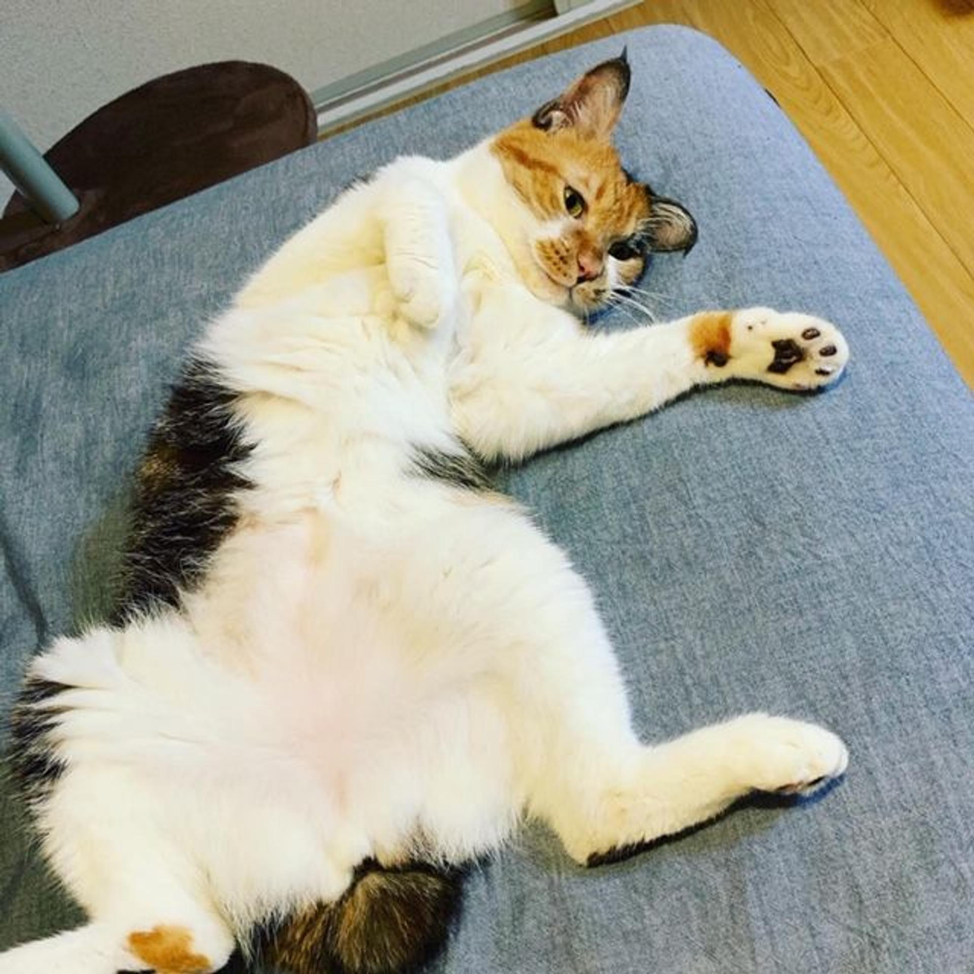 pet-image-2