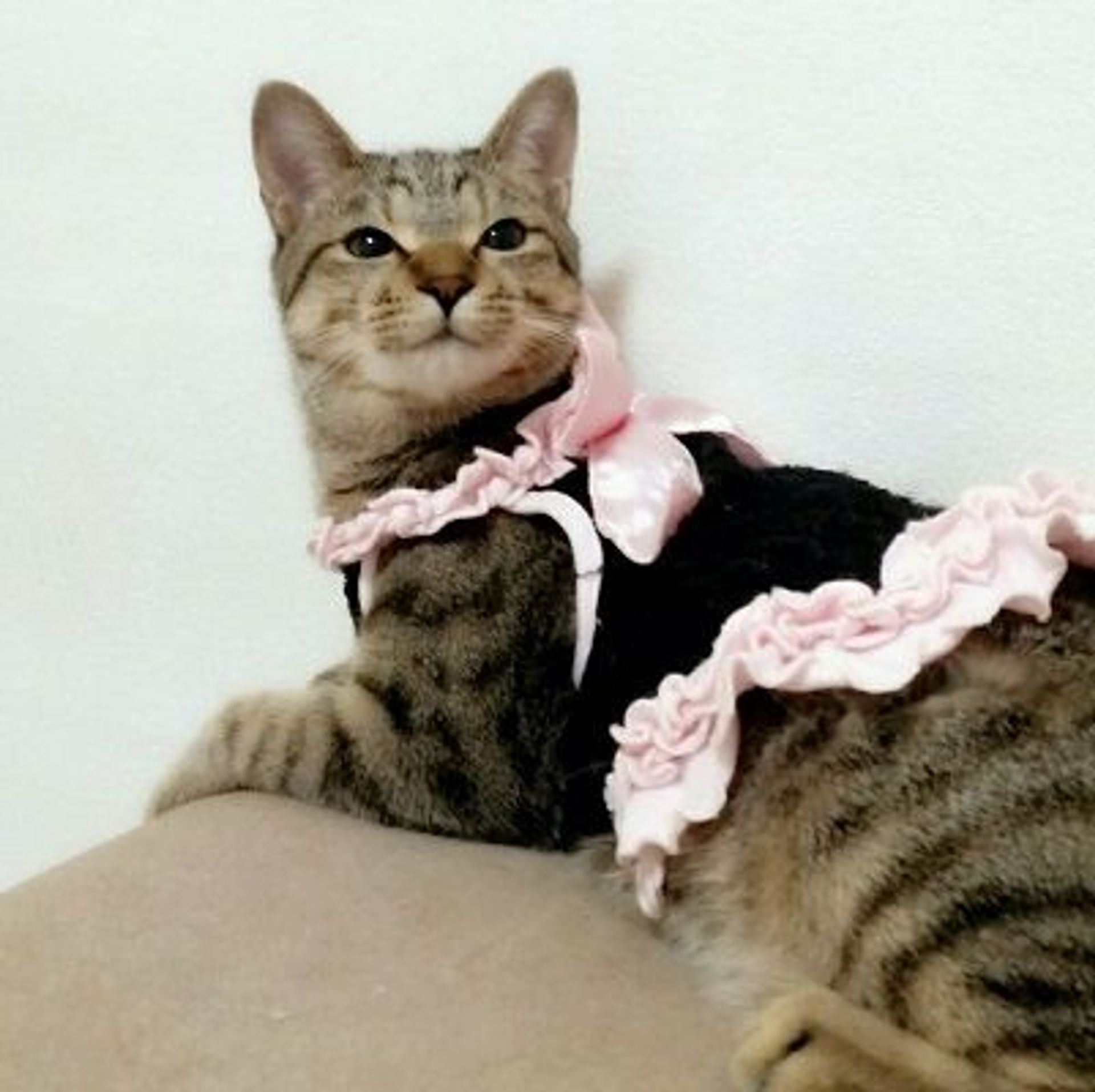 雑種（ミックス猫）・オスの里親募集の写真