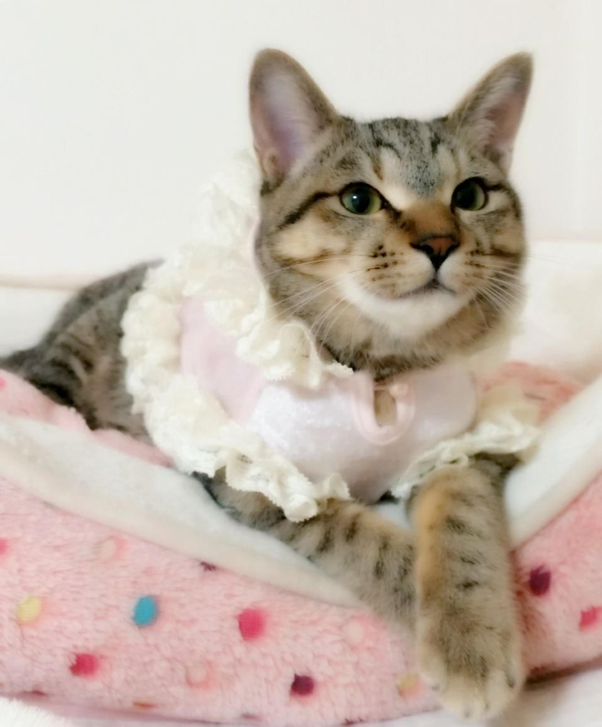 pet-image-2