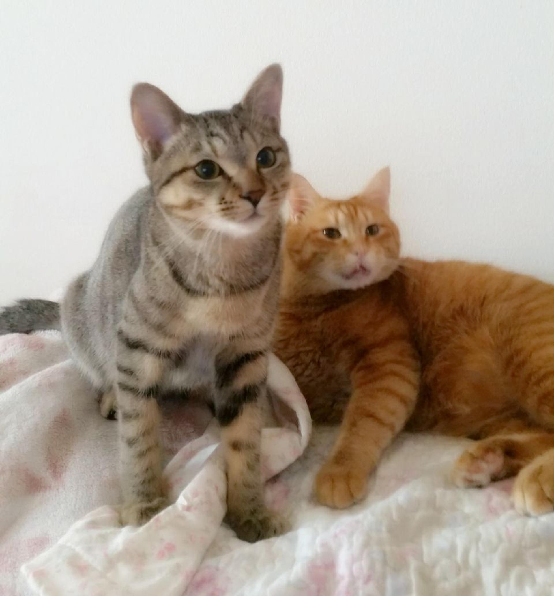 pet-image-3