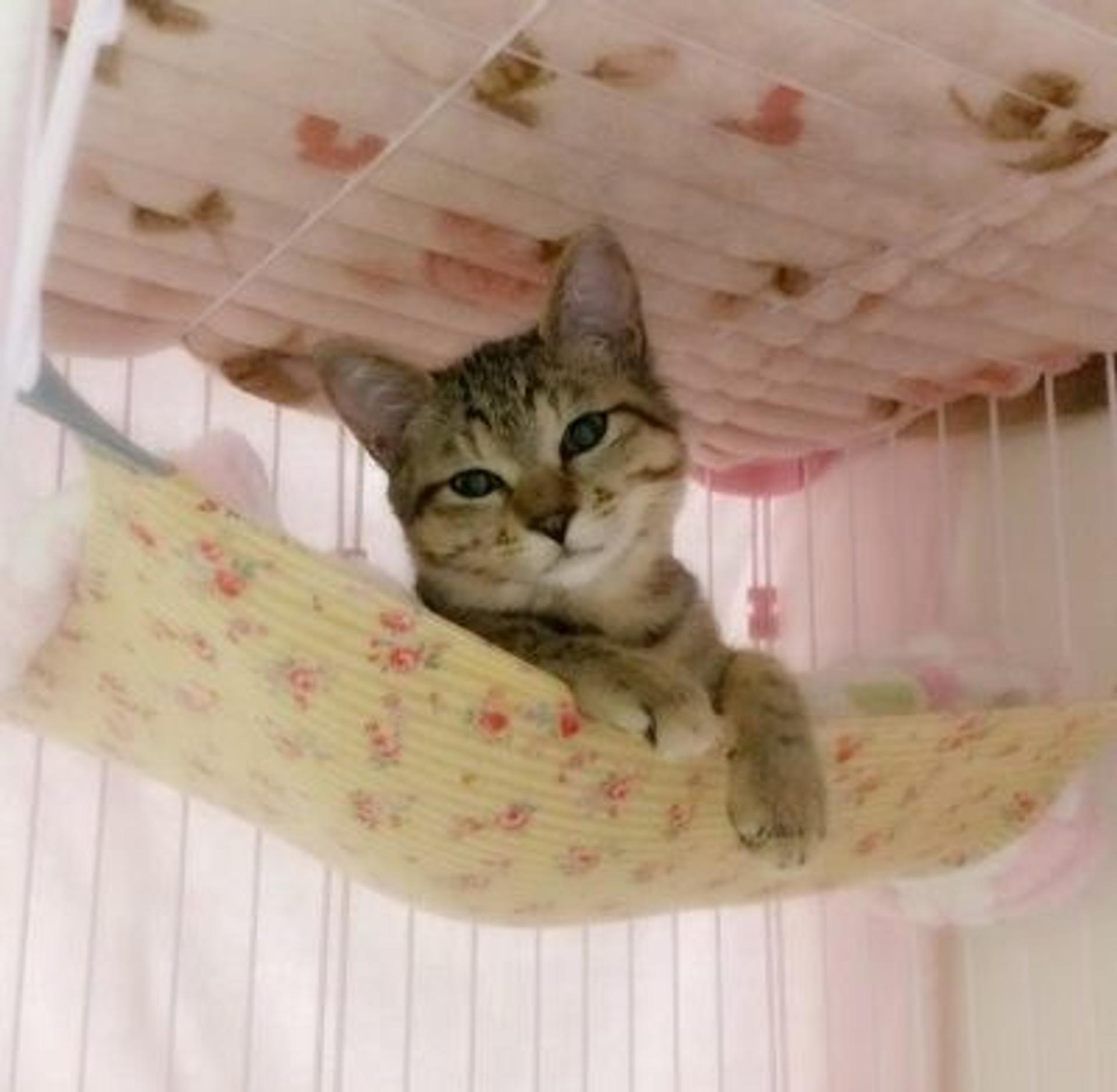 pet-image-5