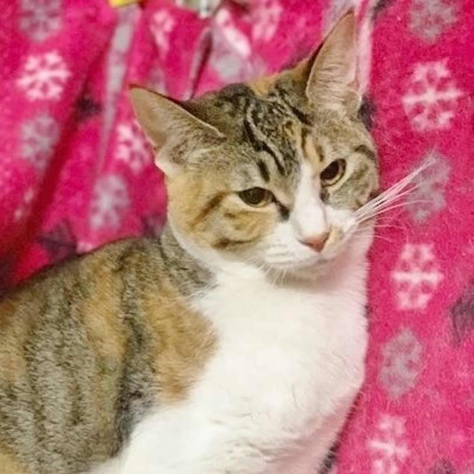 雑種（ミックス猫）・メスの里親募集の写真