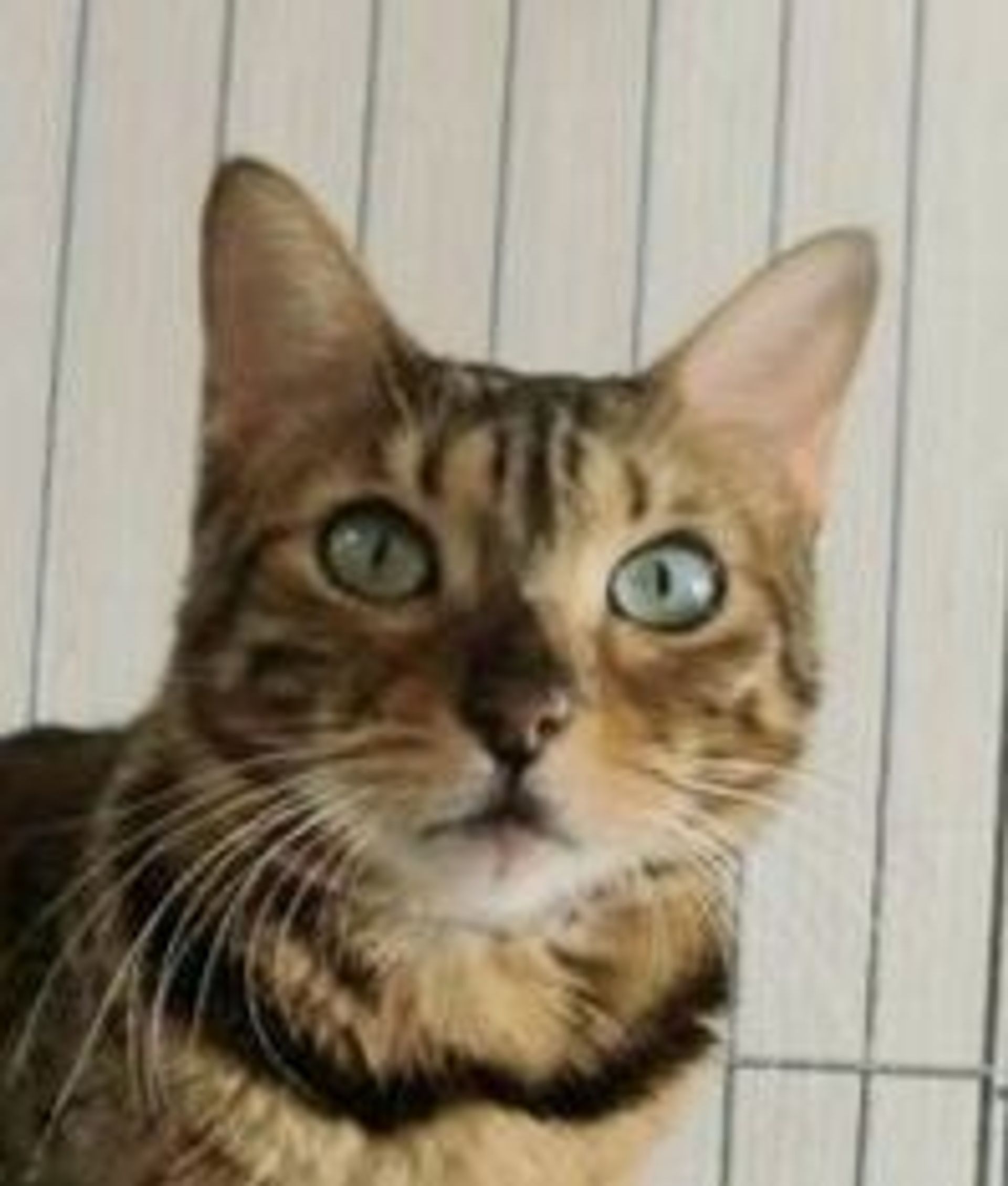 ベンガル・メスの里親募集の写真