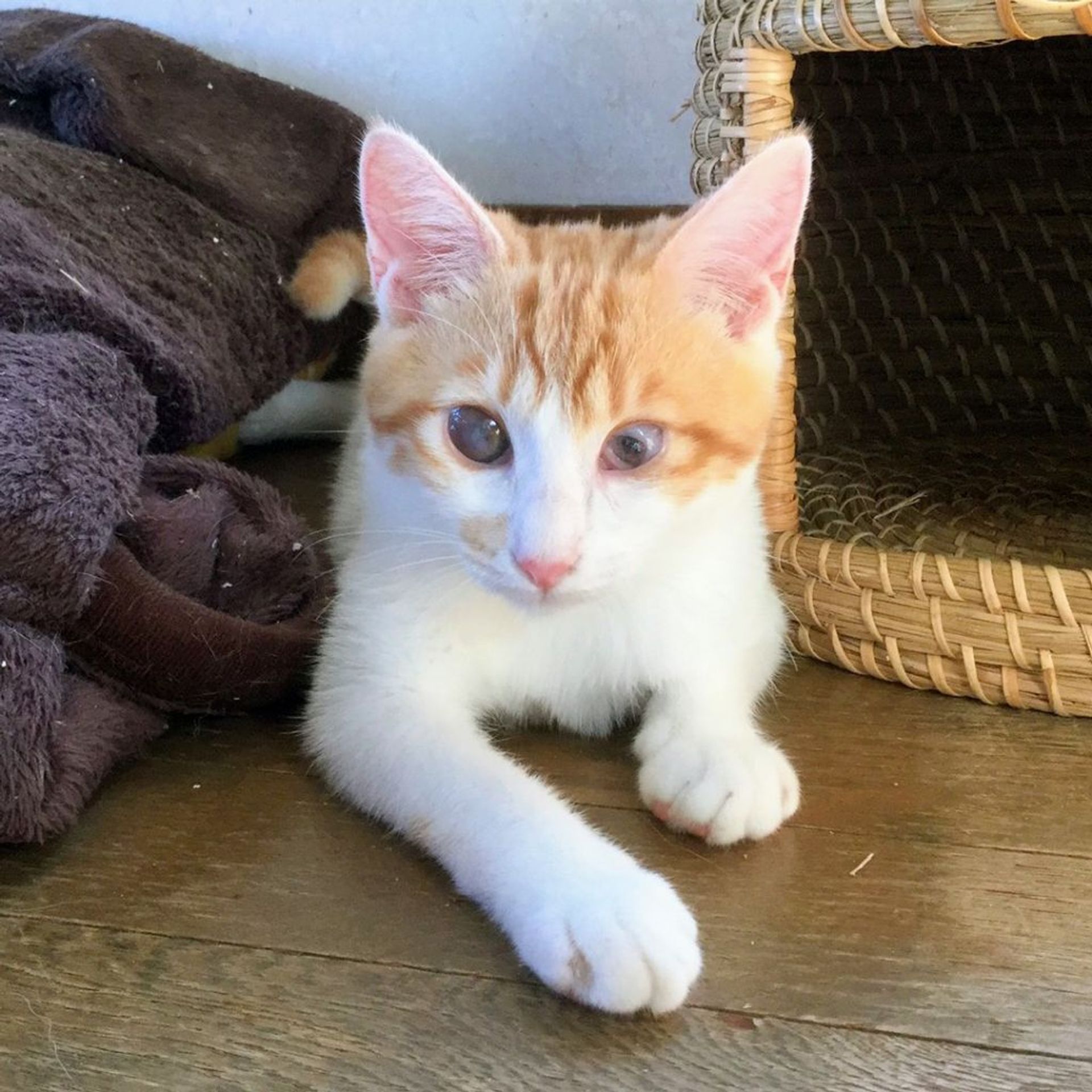雑種（ミックス猫）・メスの里親募集の写真
