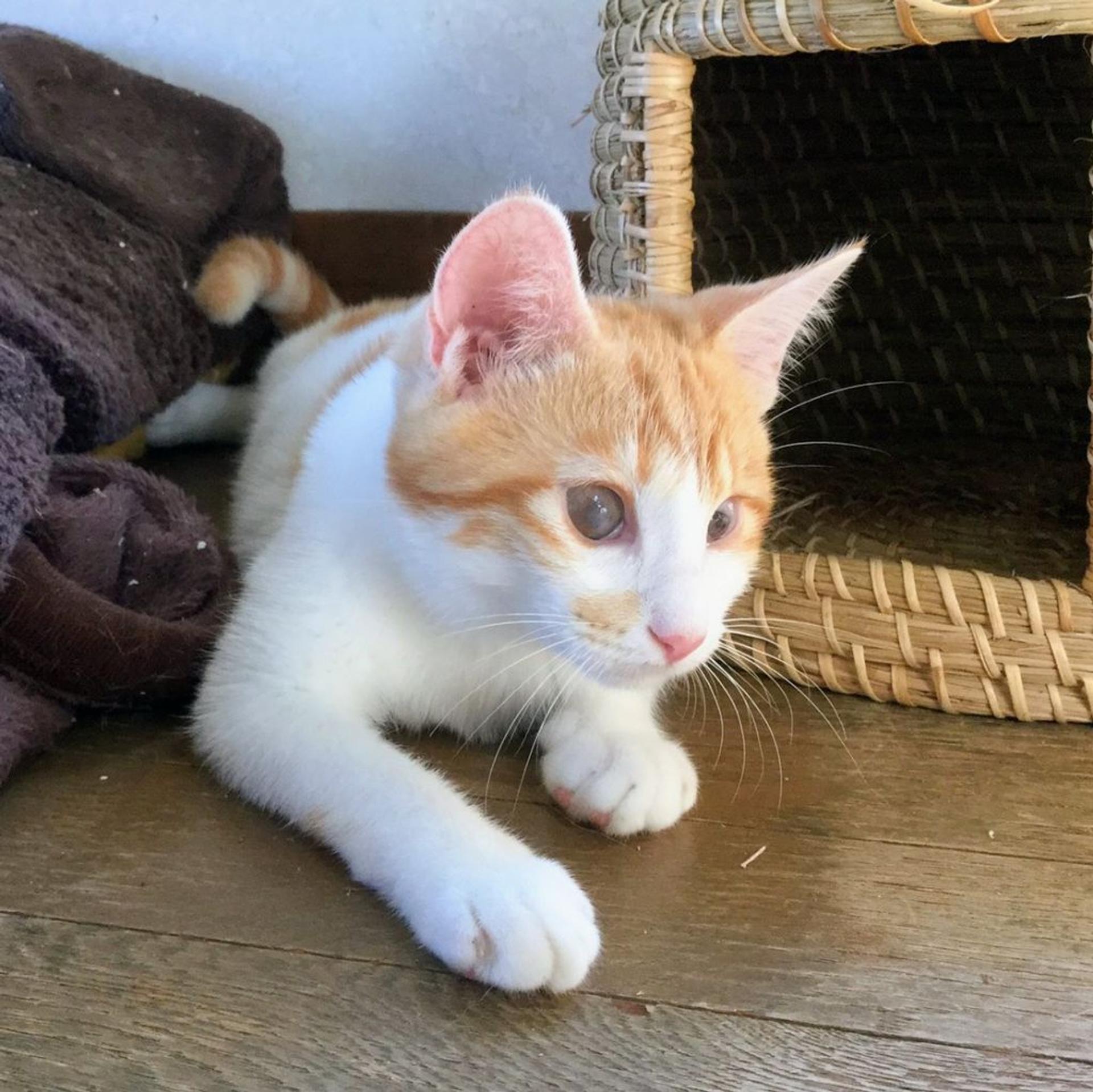 pet-image-3