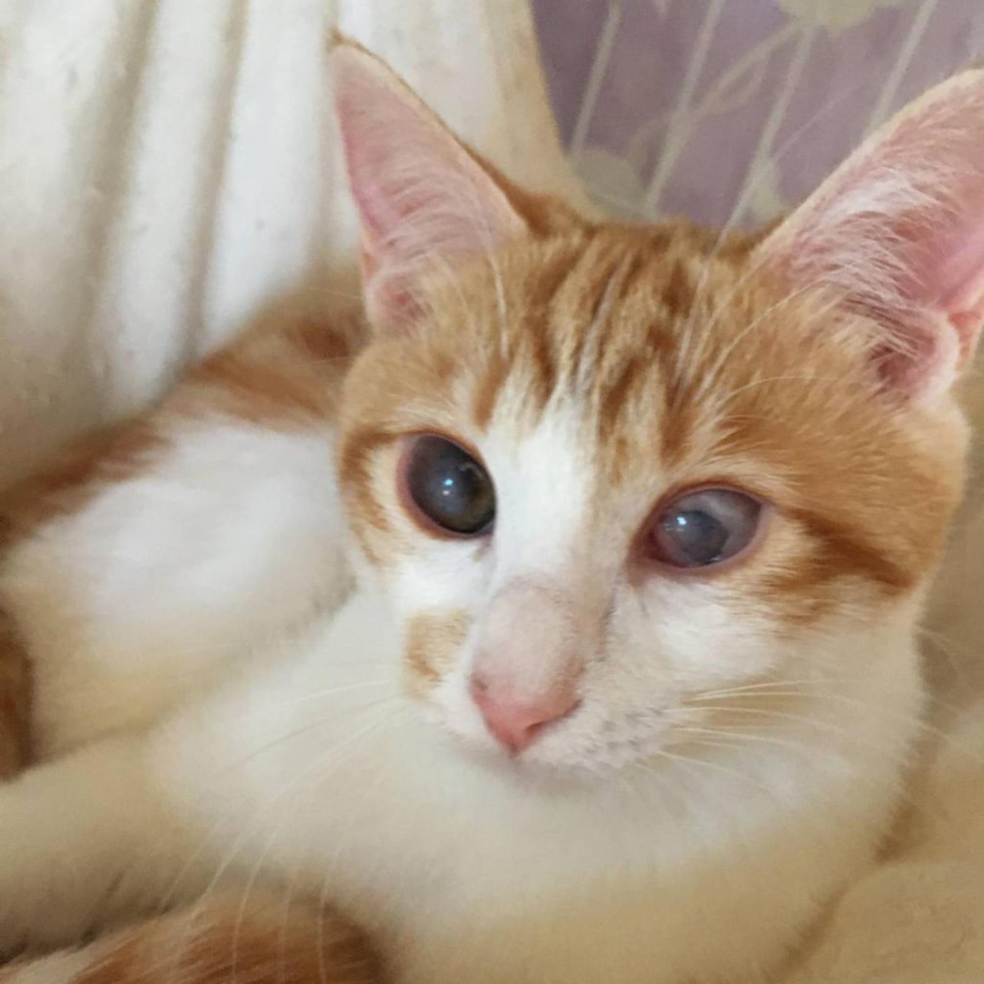 pet-image-2