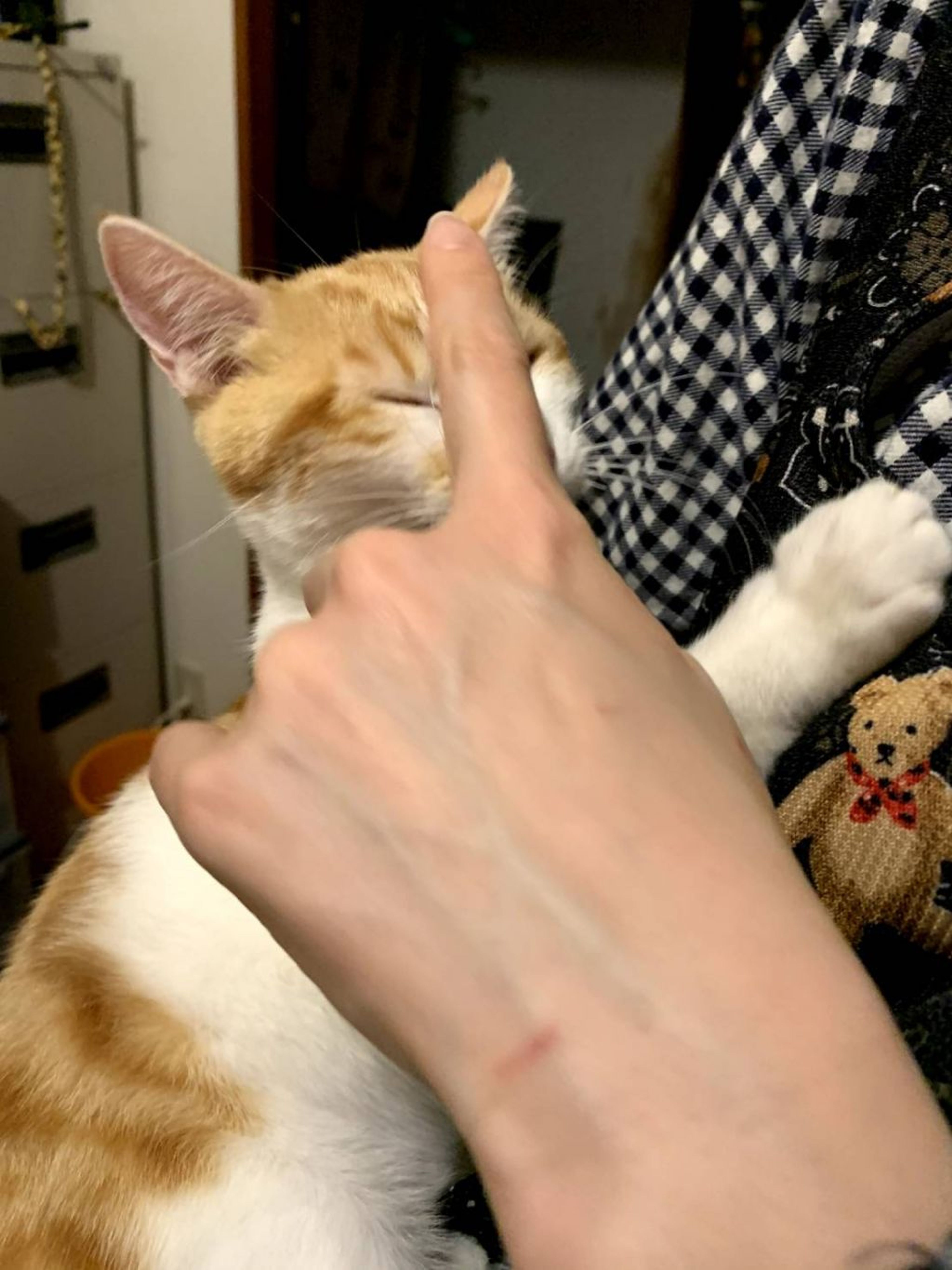 pet-image-4