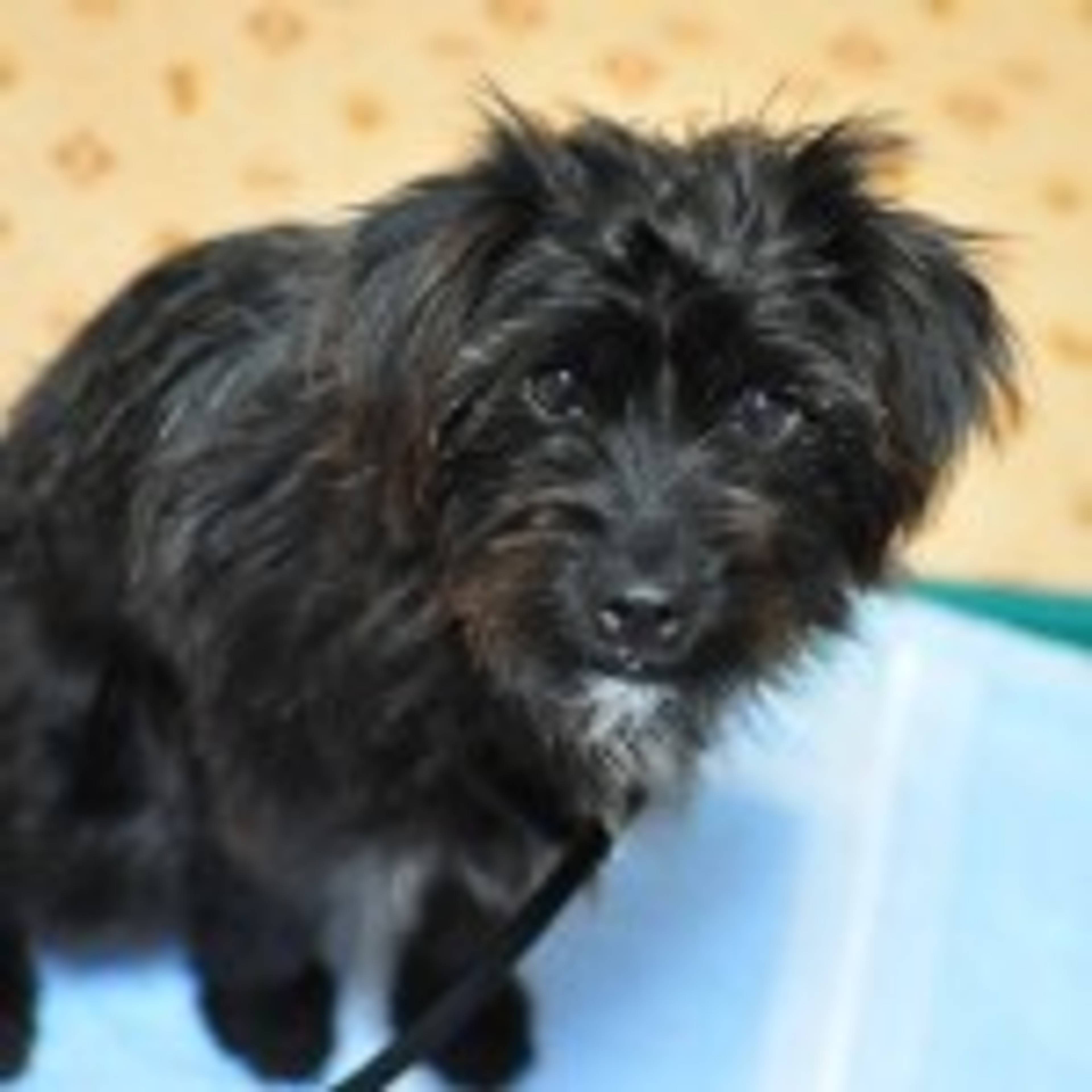 雑種（ミックス犬）・メスの里親募集の写真