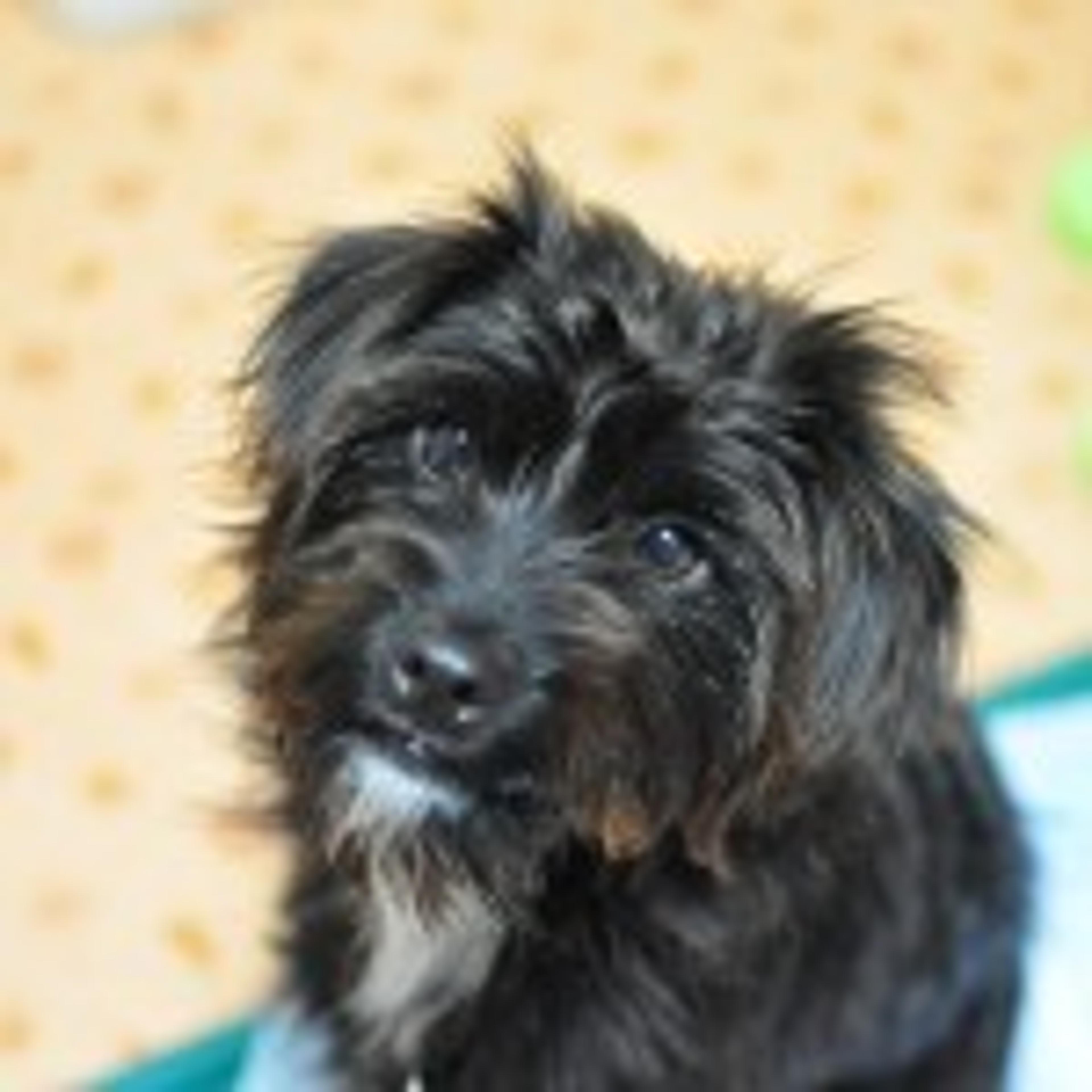 pet-image-2