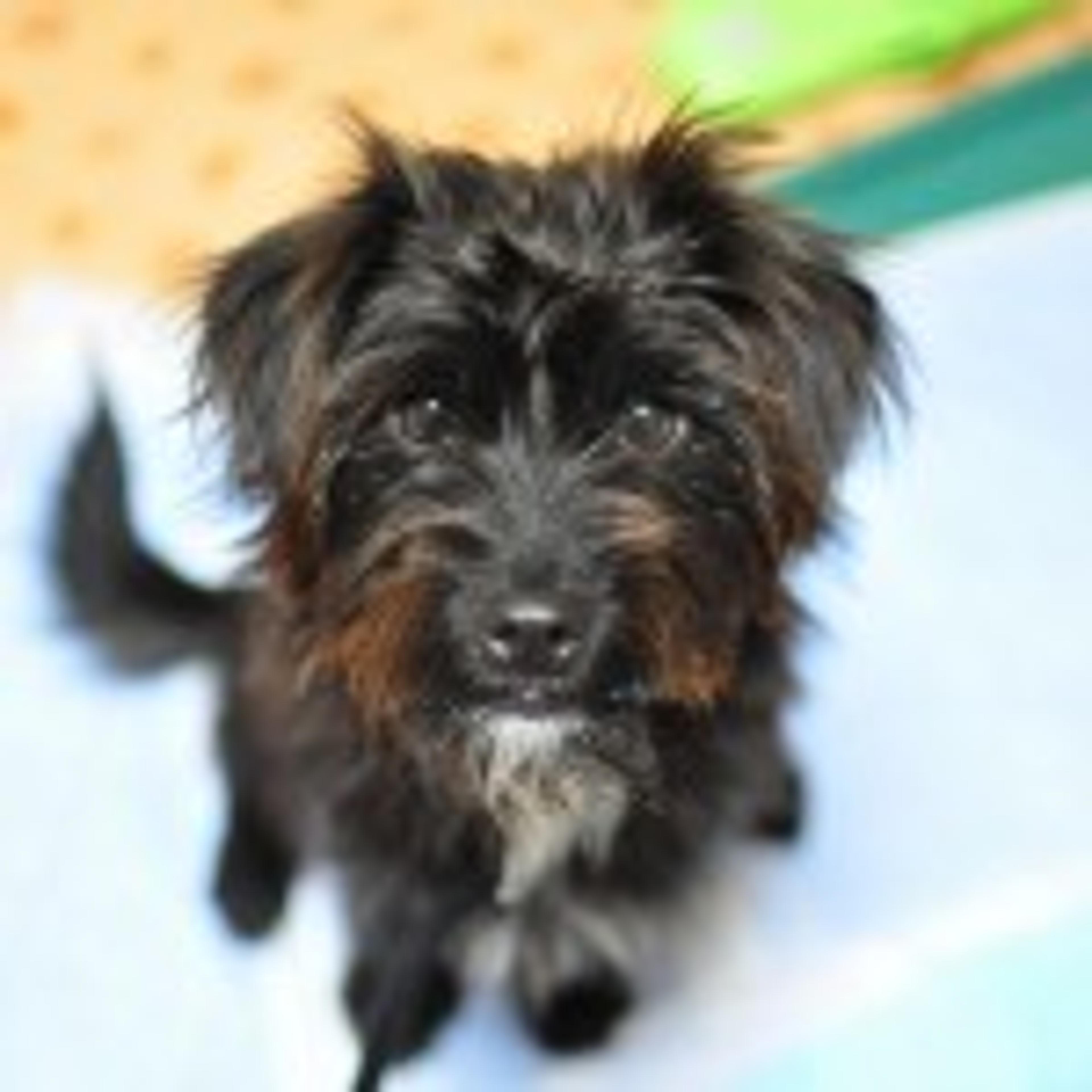 pet-image-3