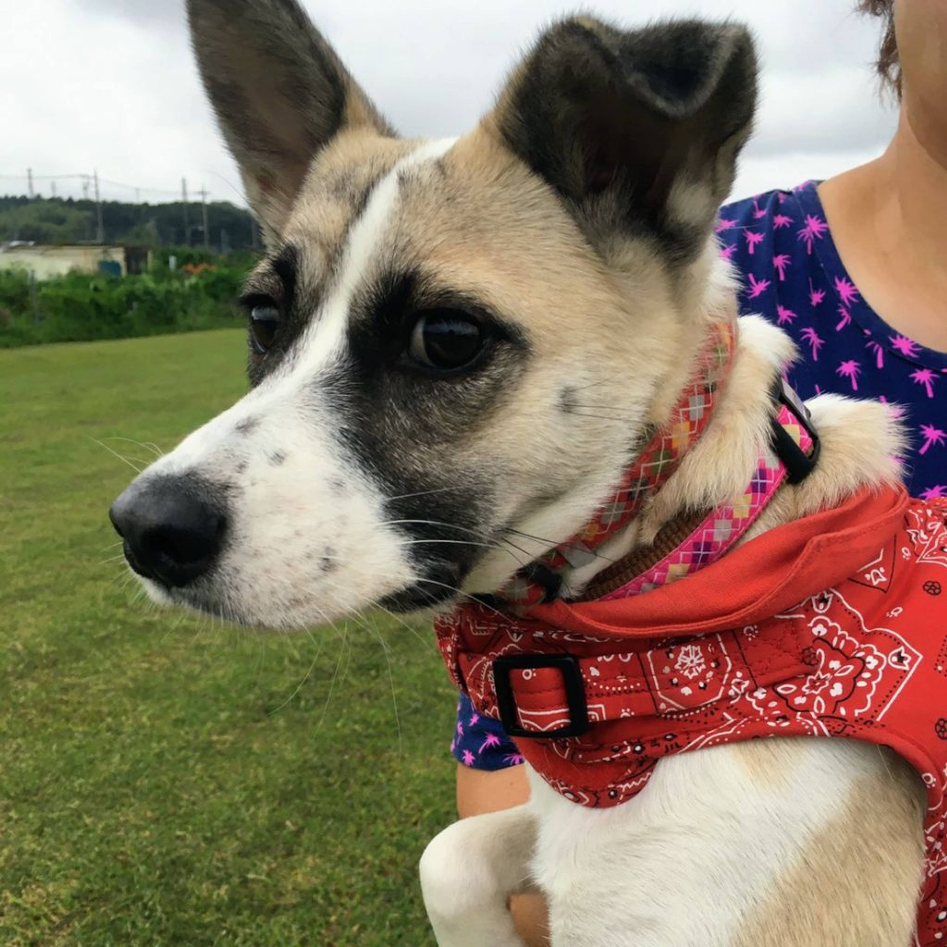 雑種（ミックス犬）・メスの里親募集の写真