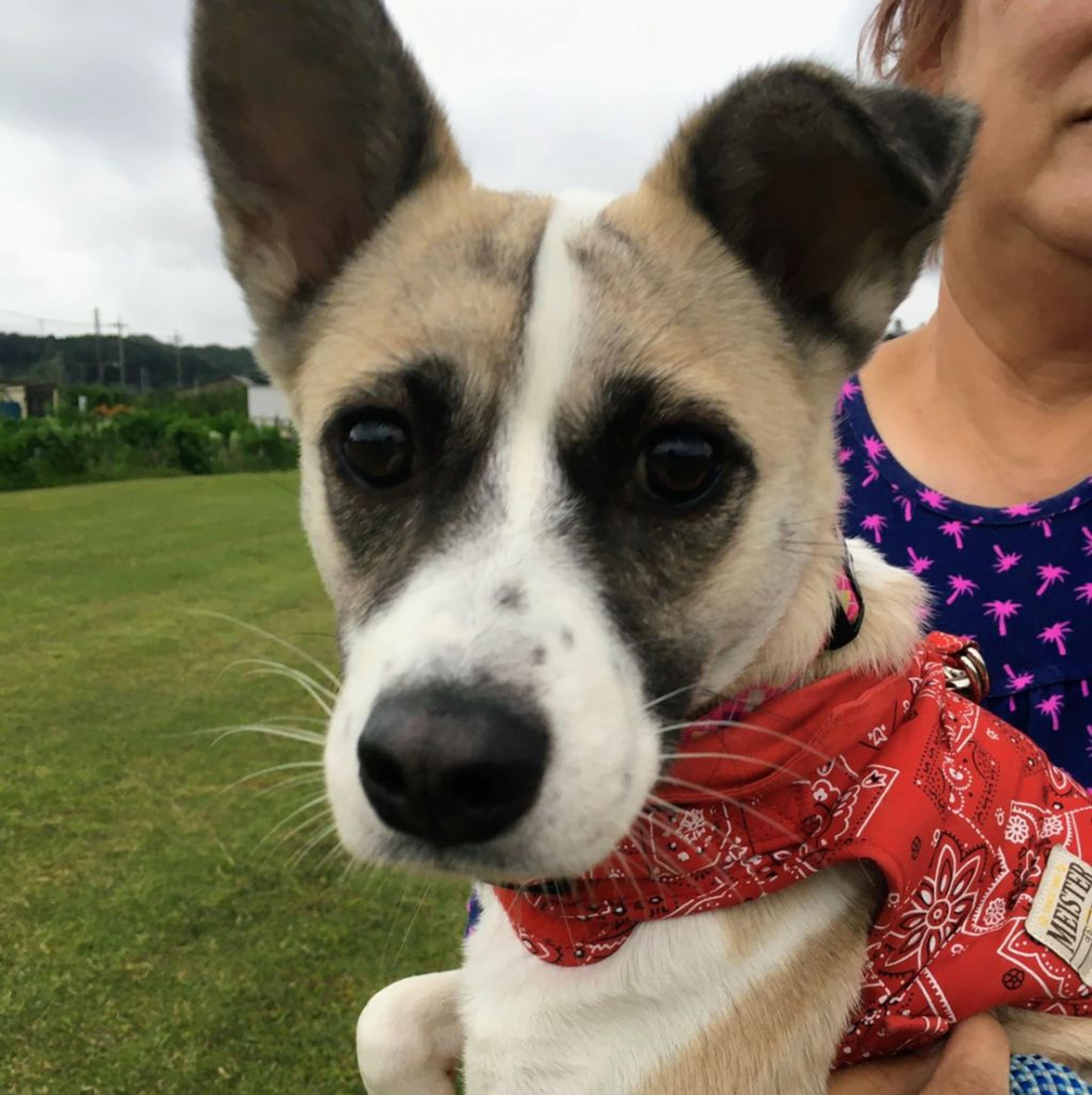 pet-image-2