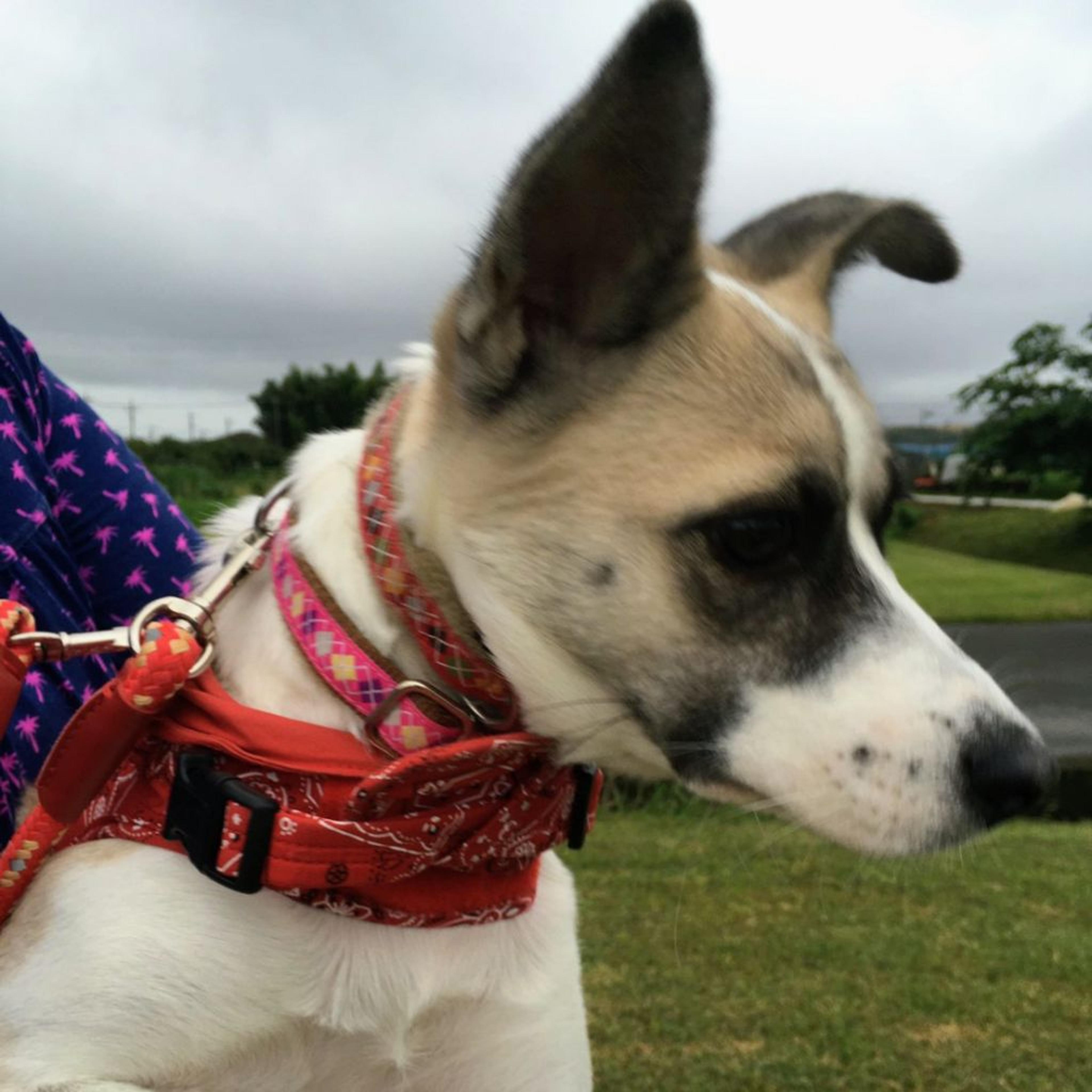 pet-image-3