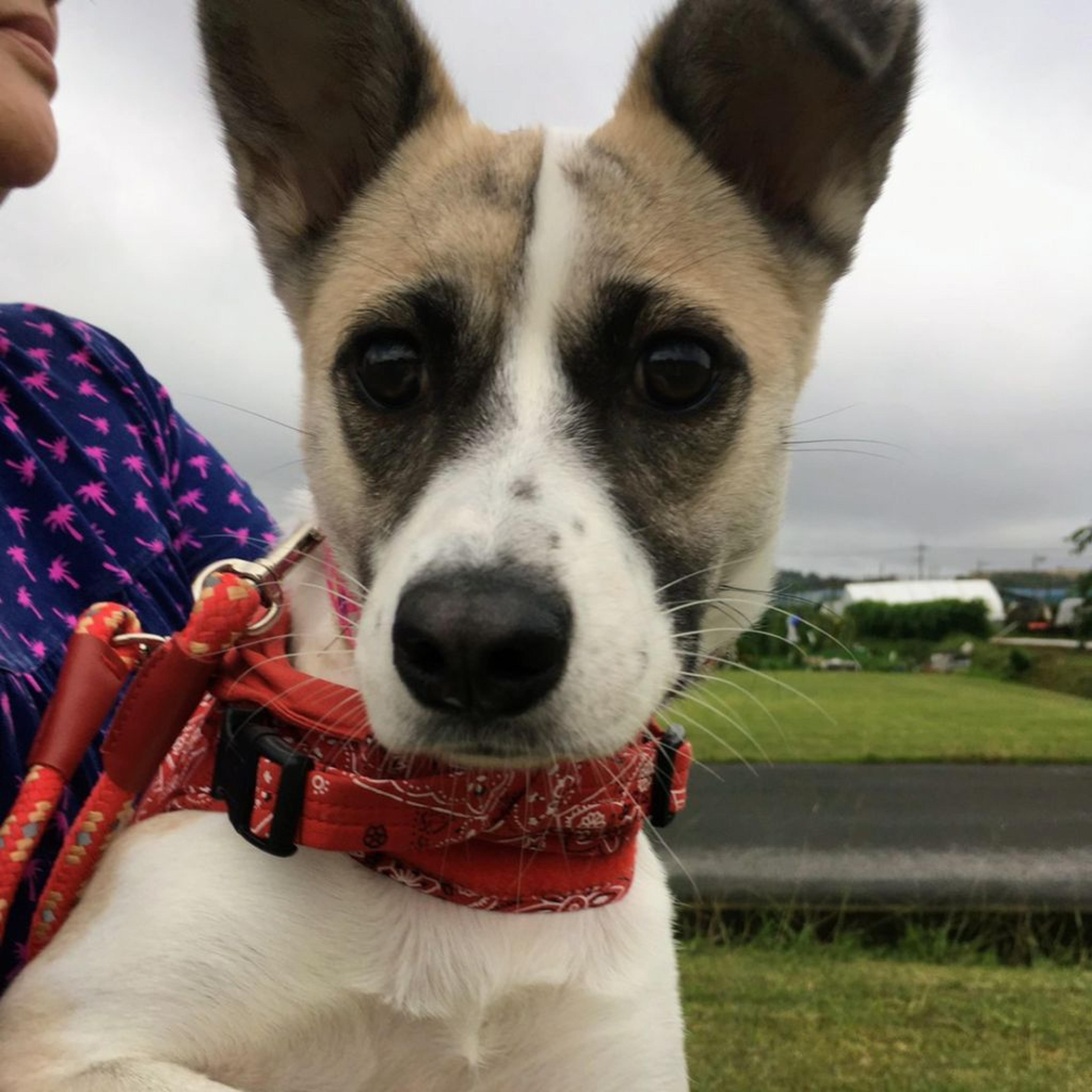 pet-image-5