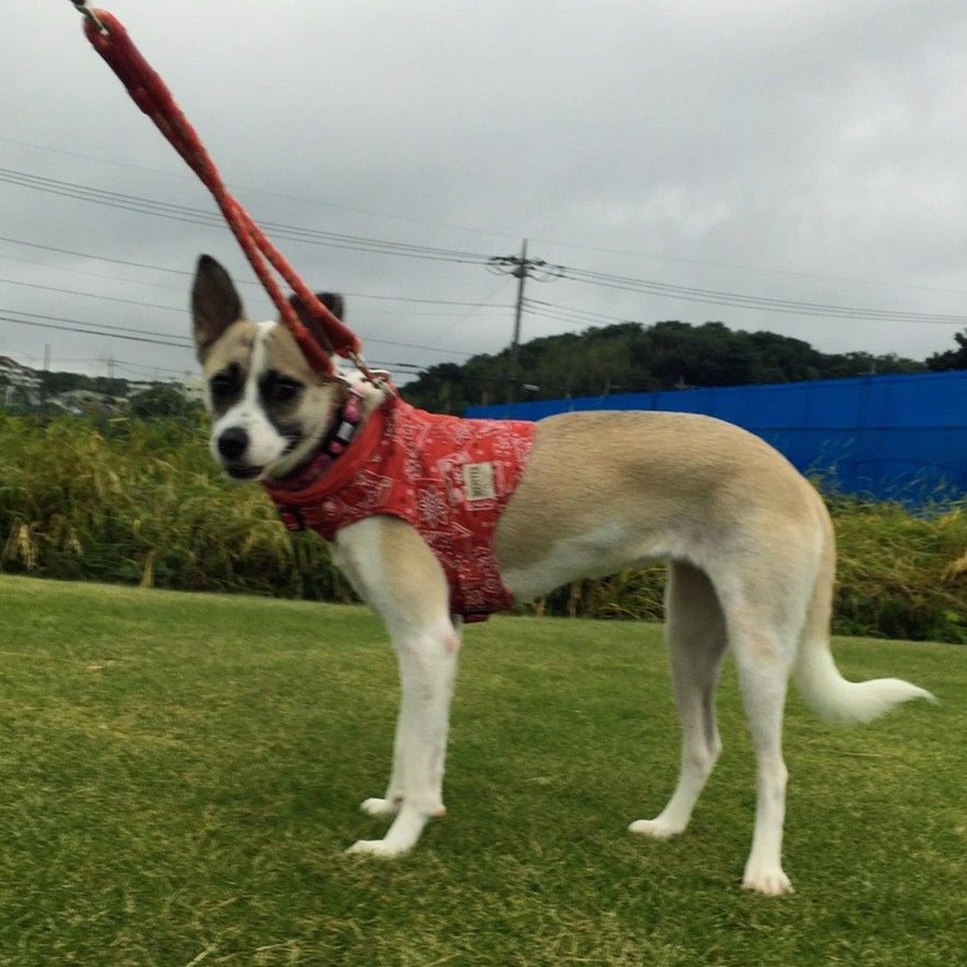 pet-image-7