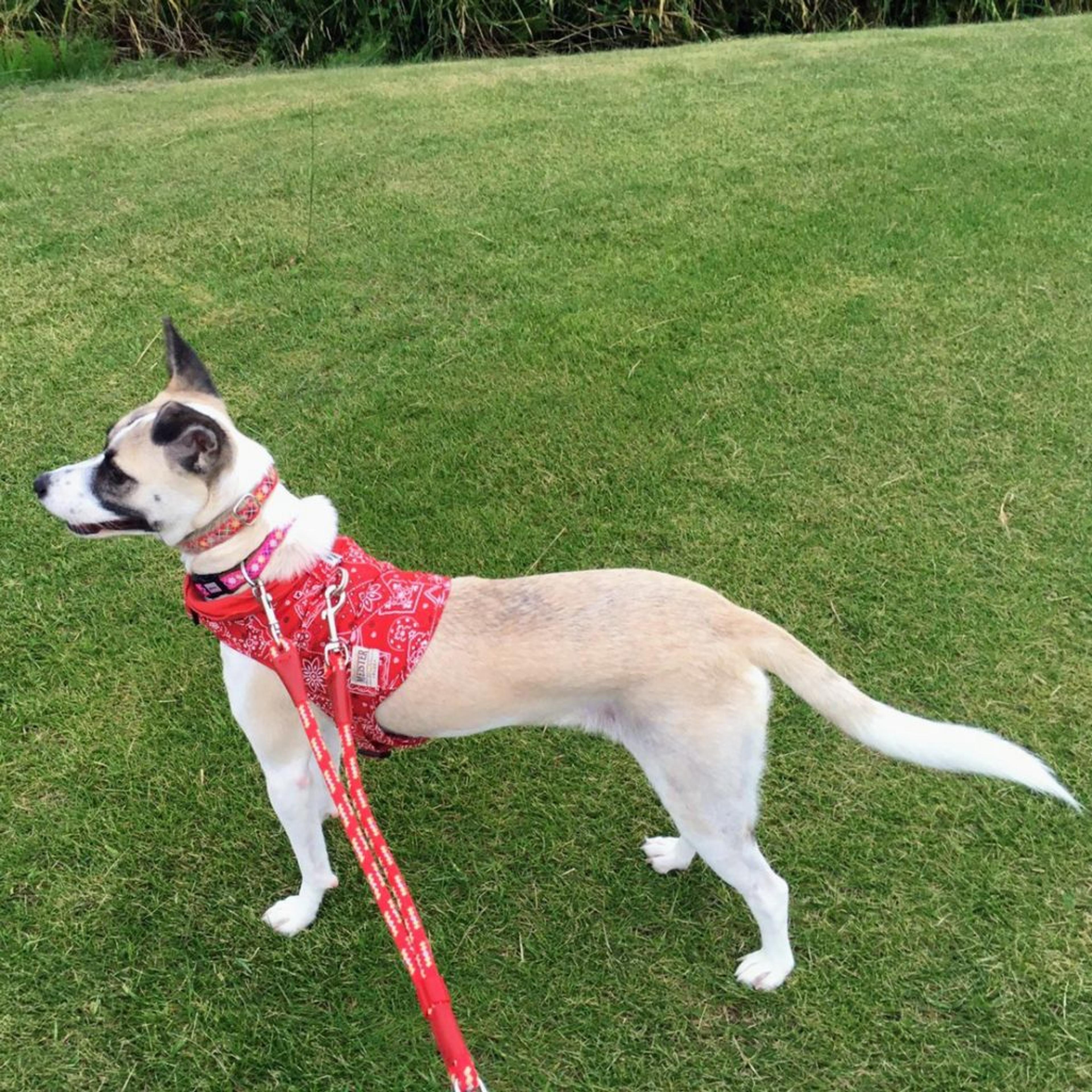 pet-image-8