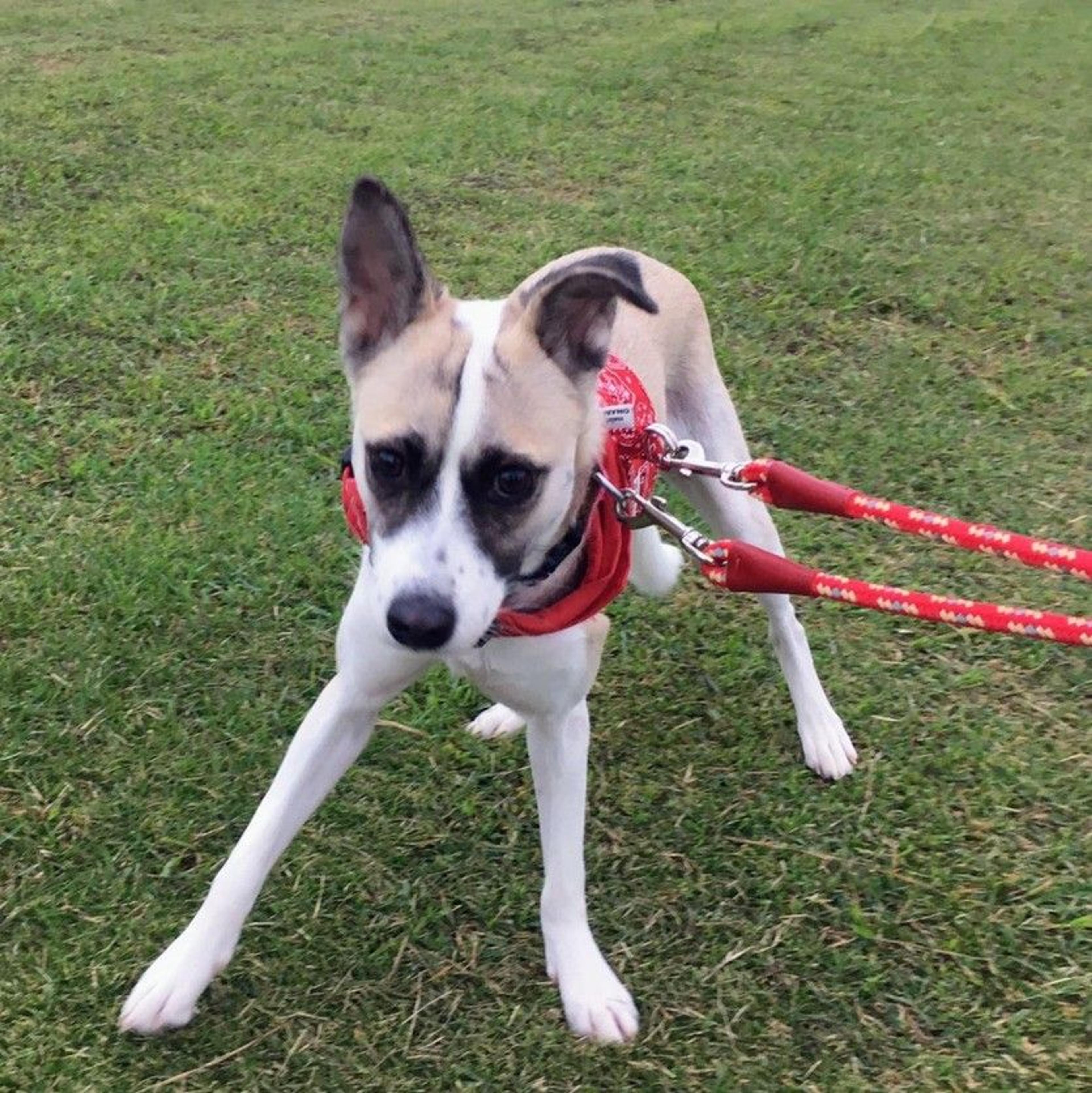 pet-image-9
